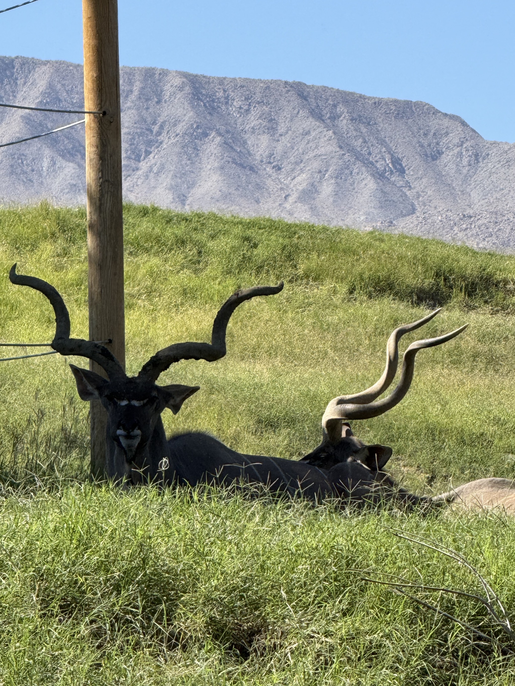 Animals