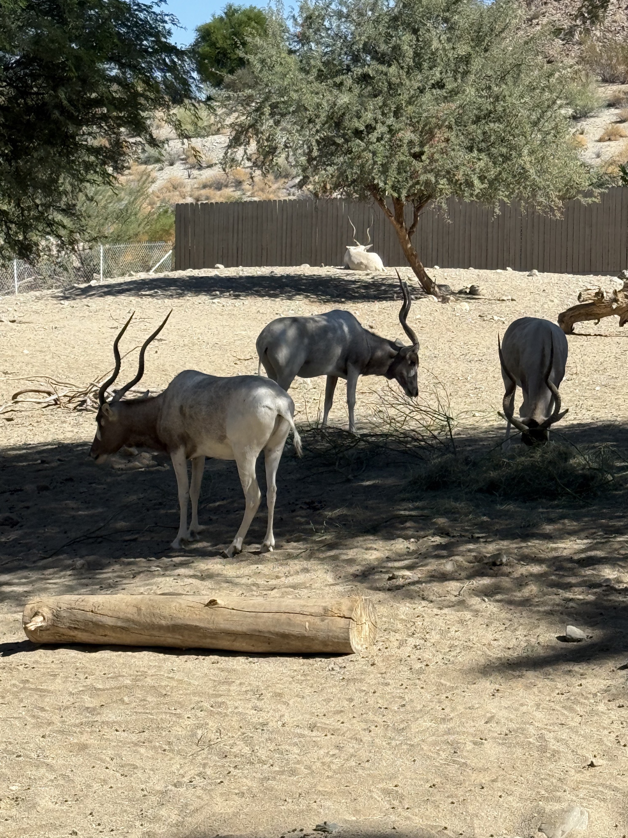 Animals