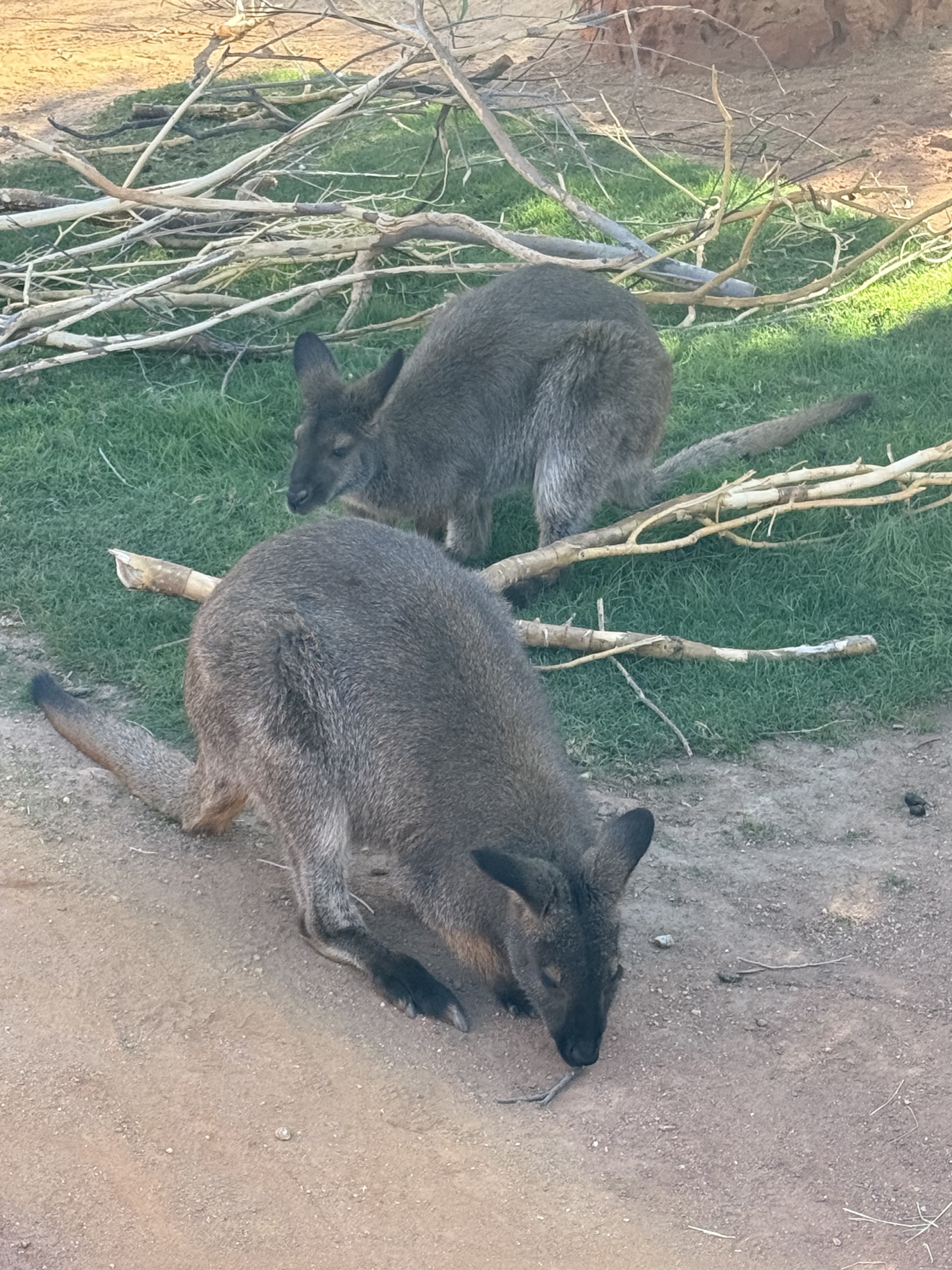 Animals
