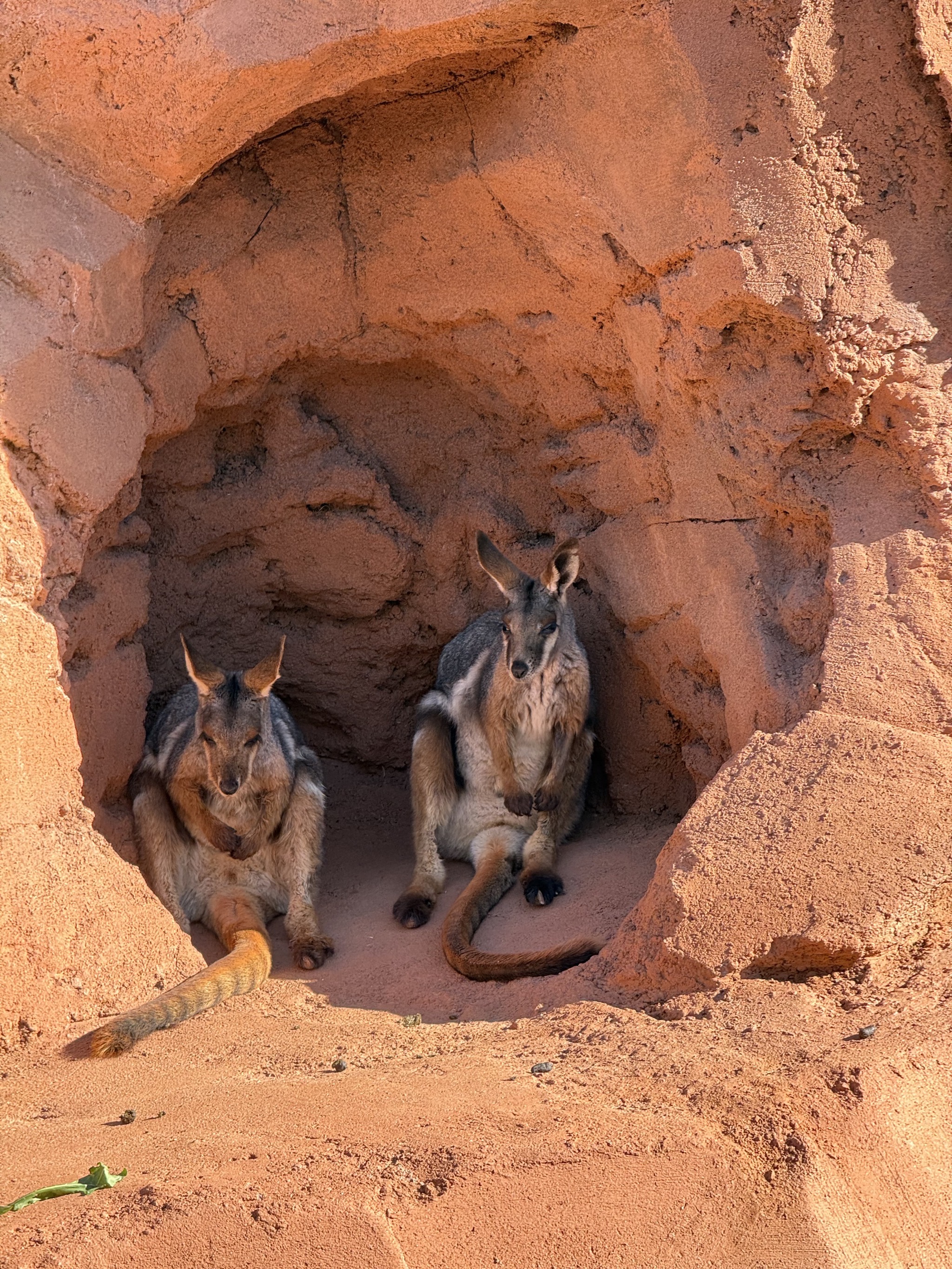Animals