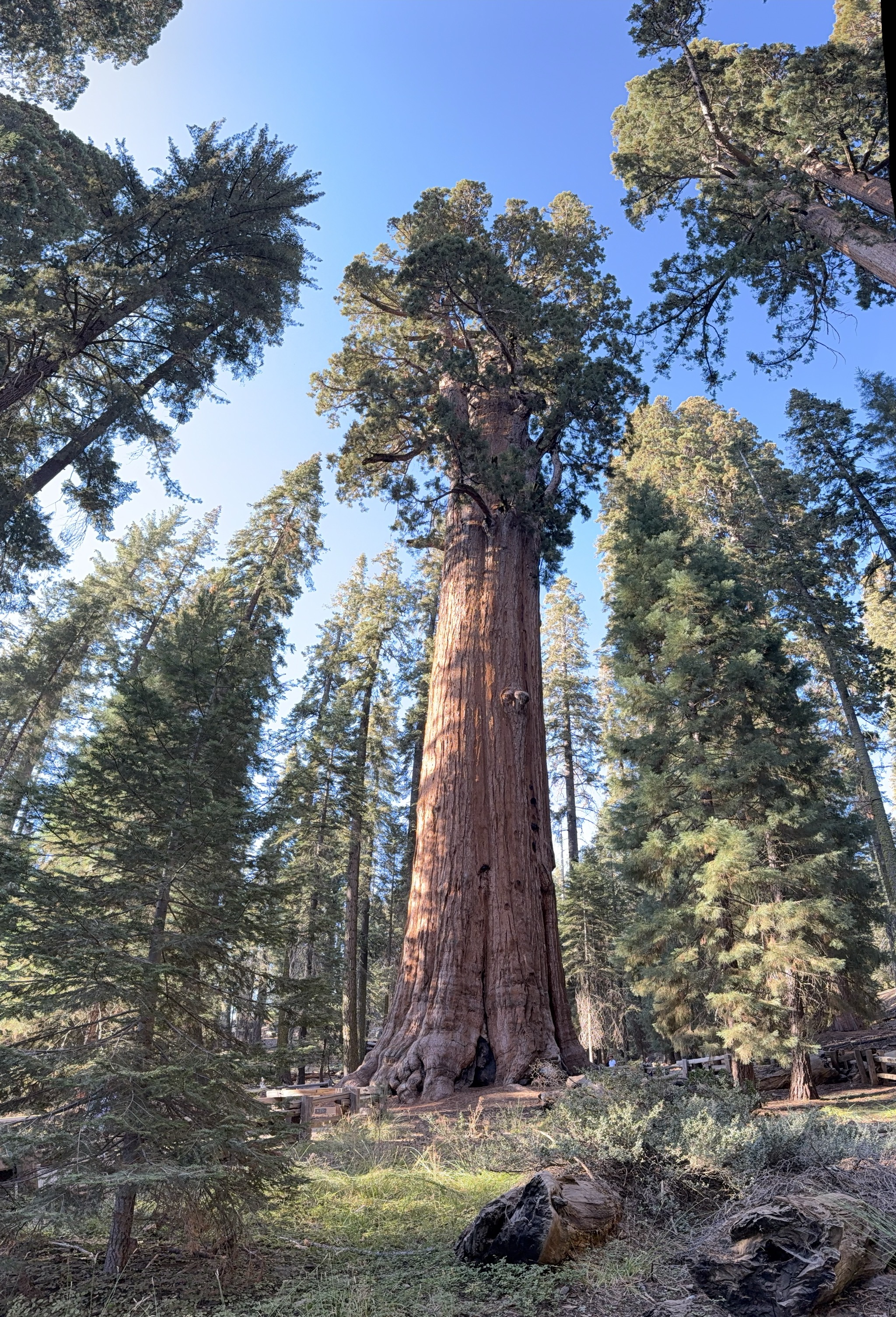 General Sherman tree