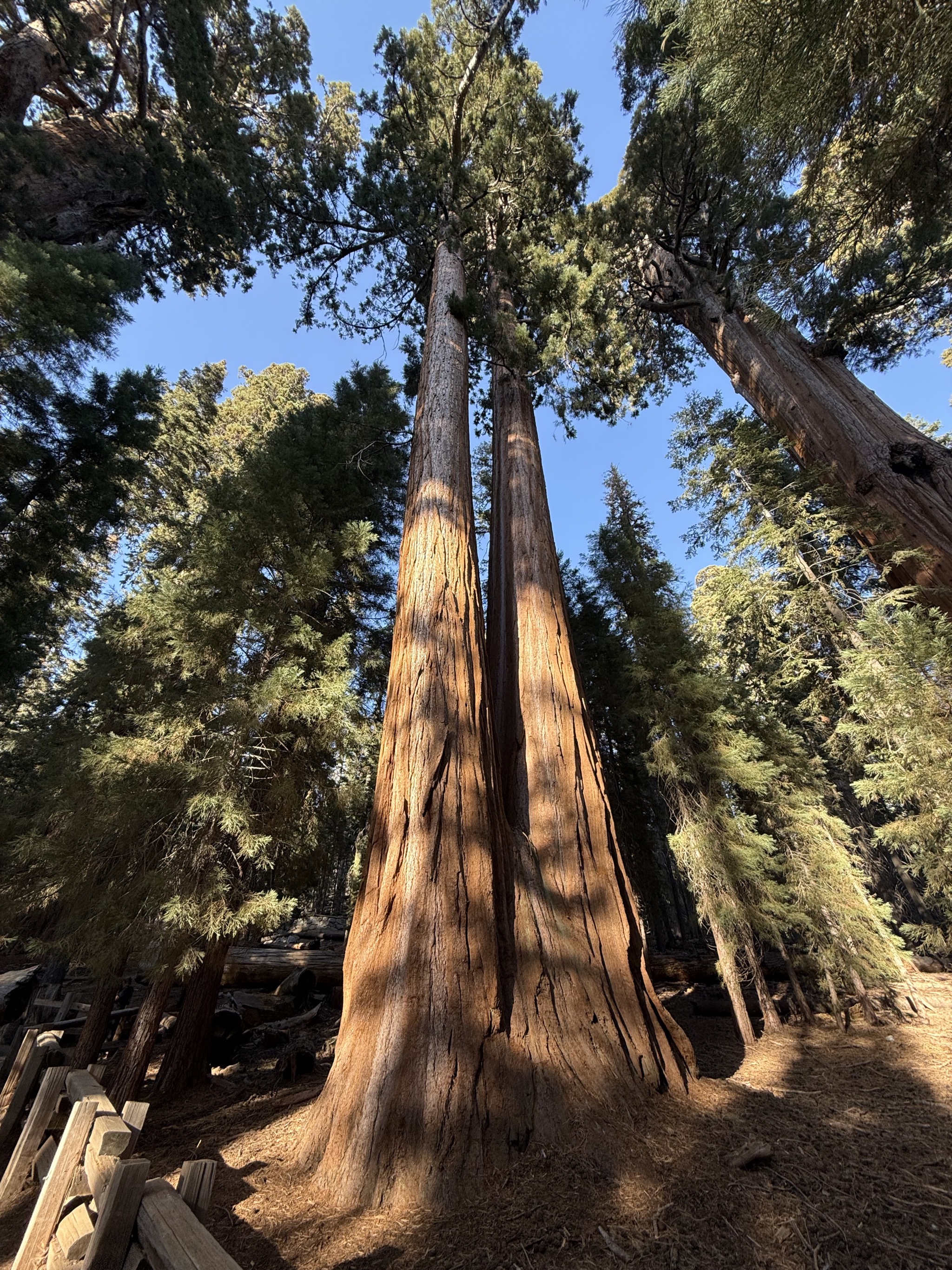 Another tree