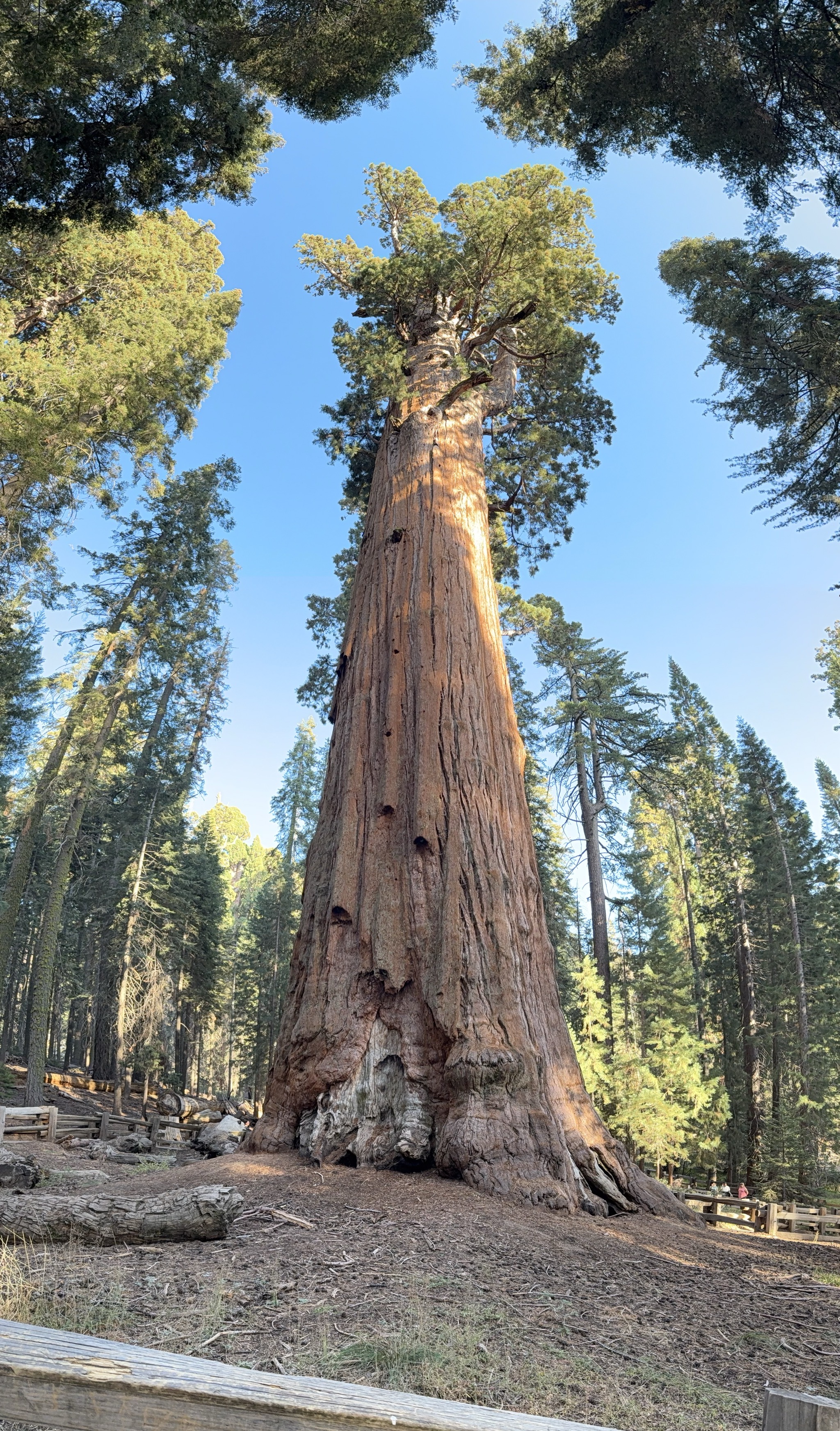General Sherman tree