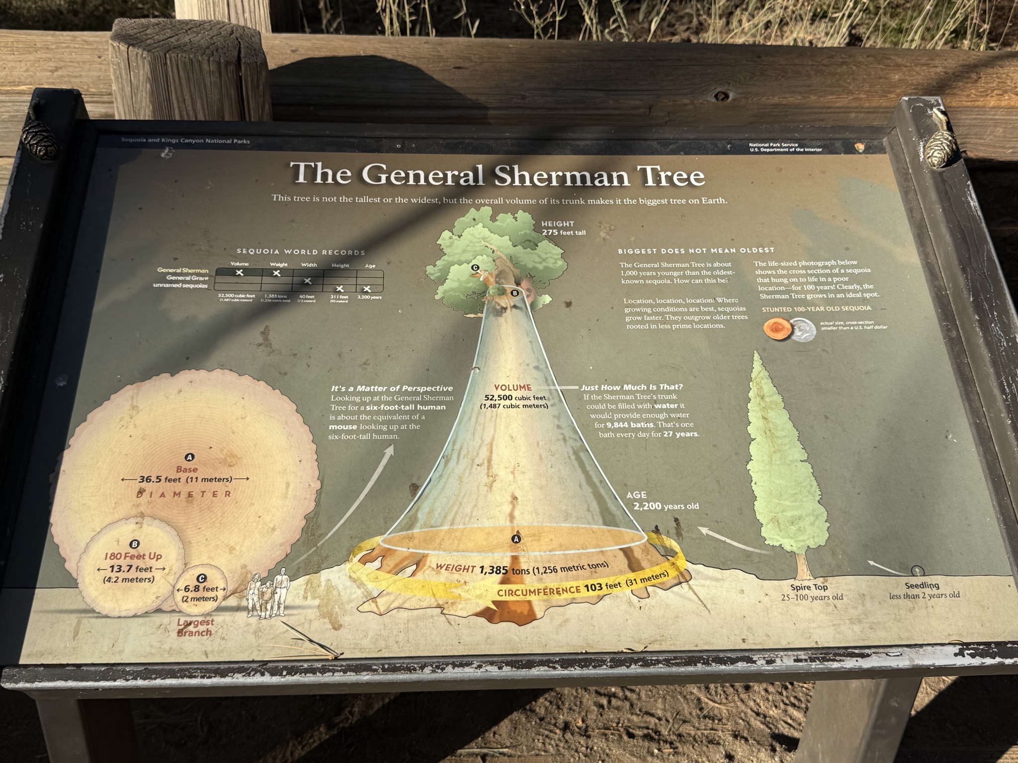 General Sherman tree