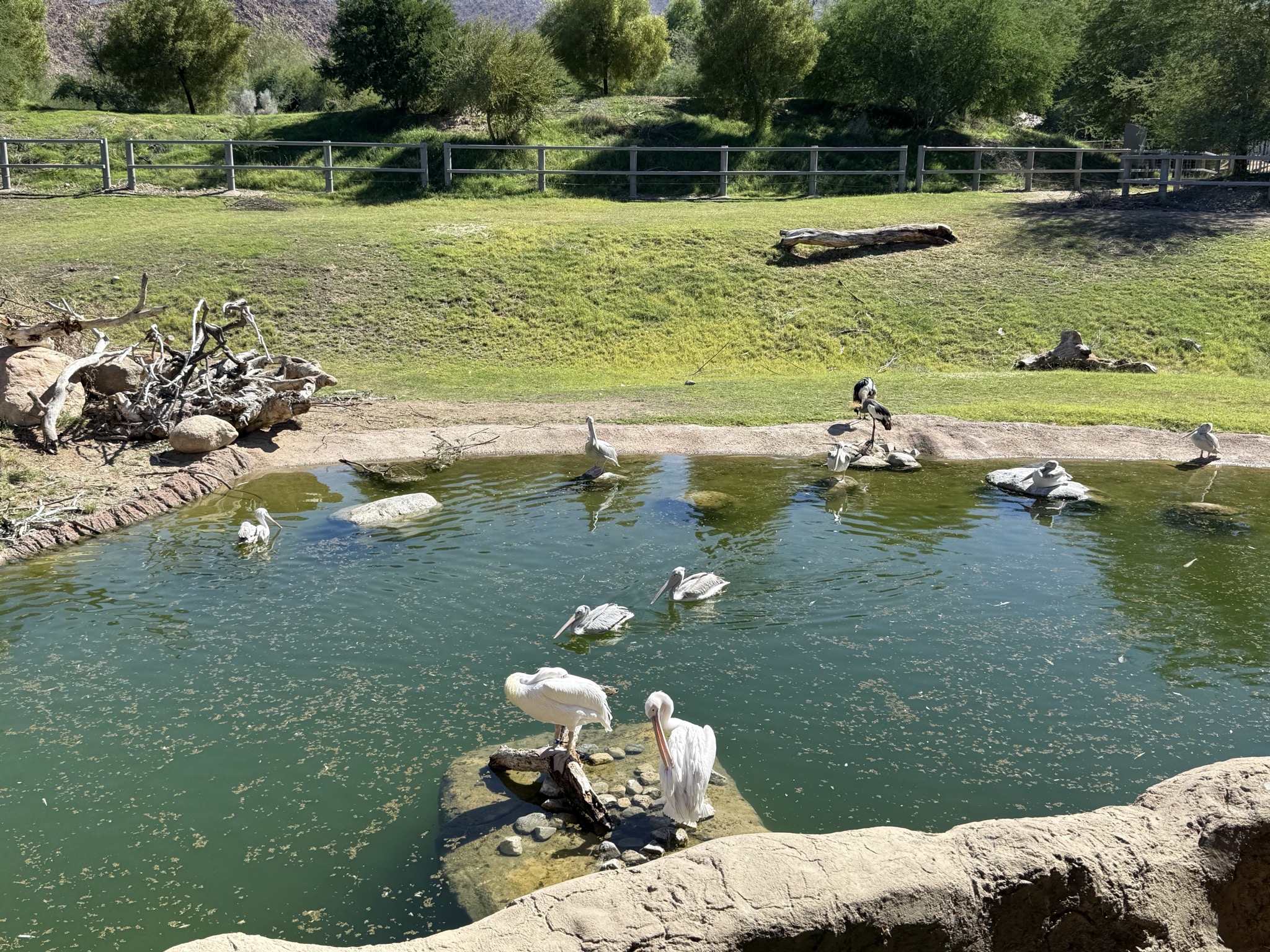 Animals