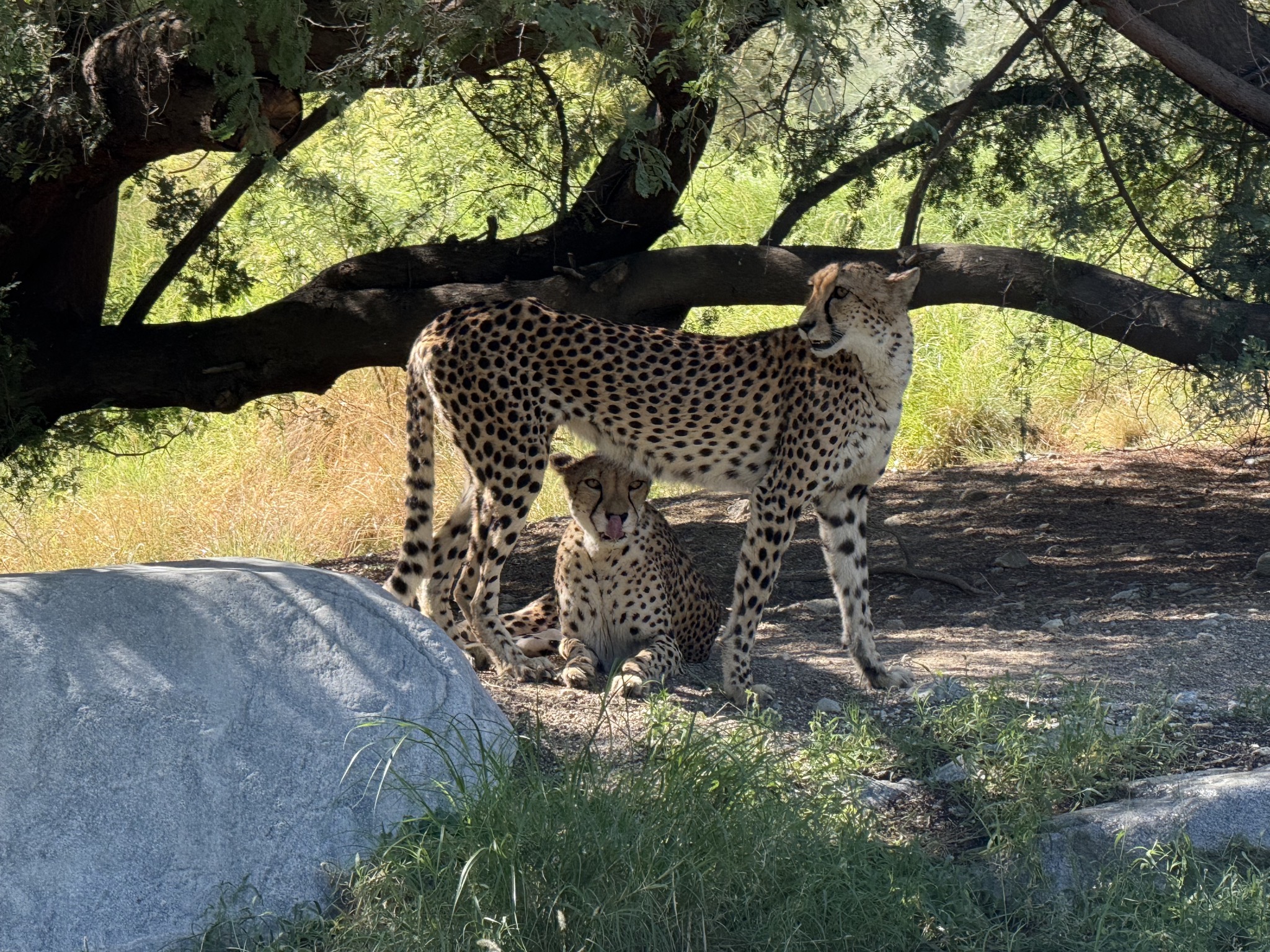 Animals