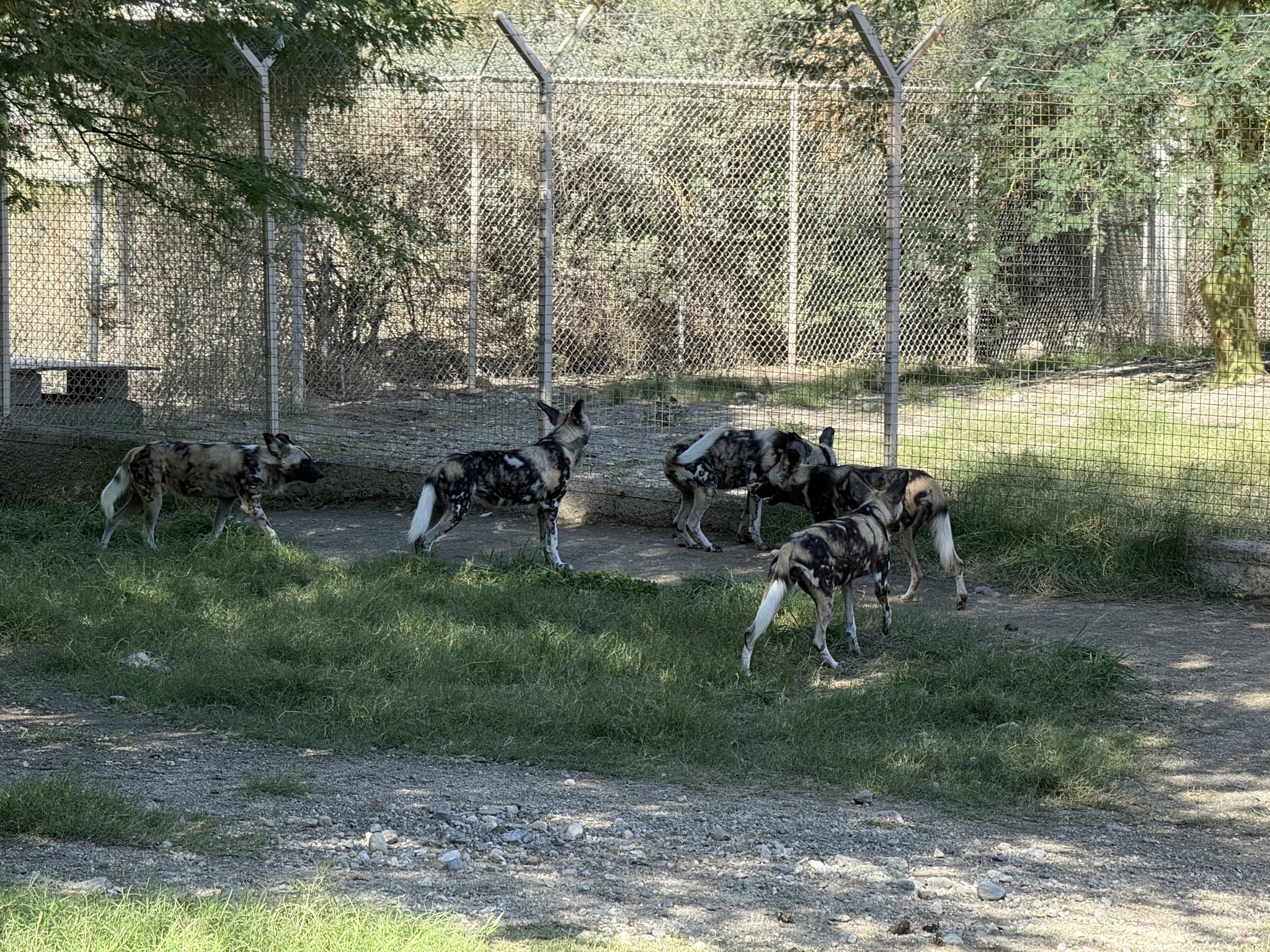 Animals