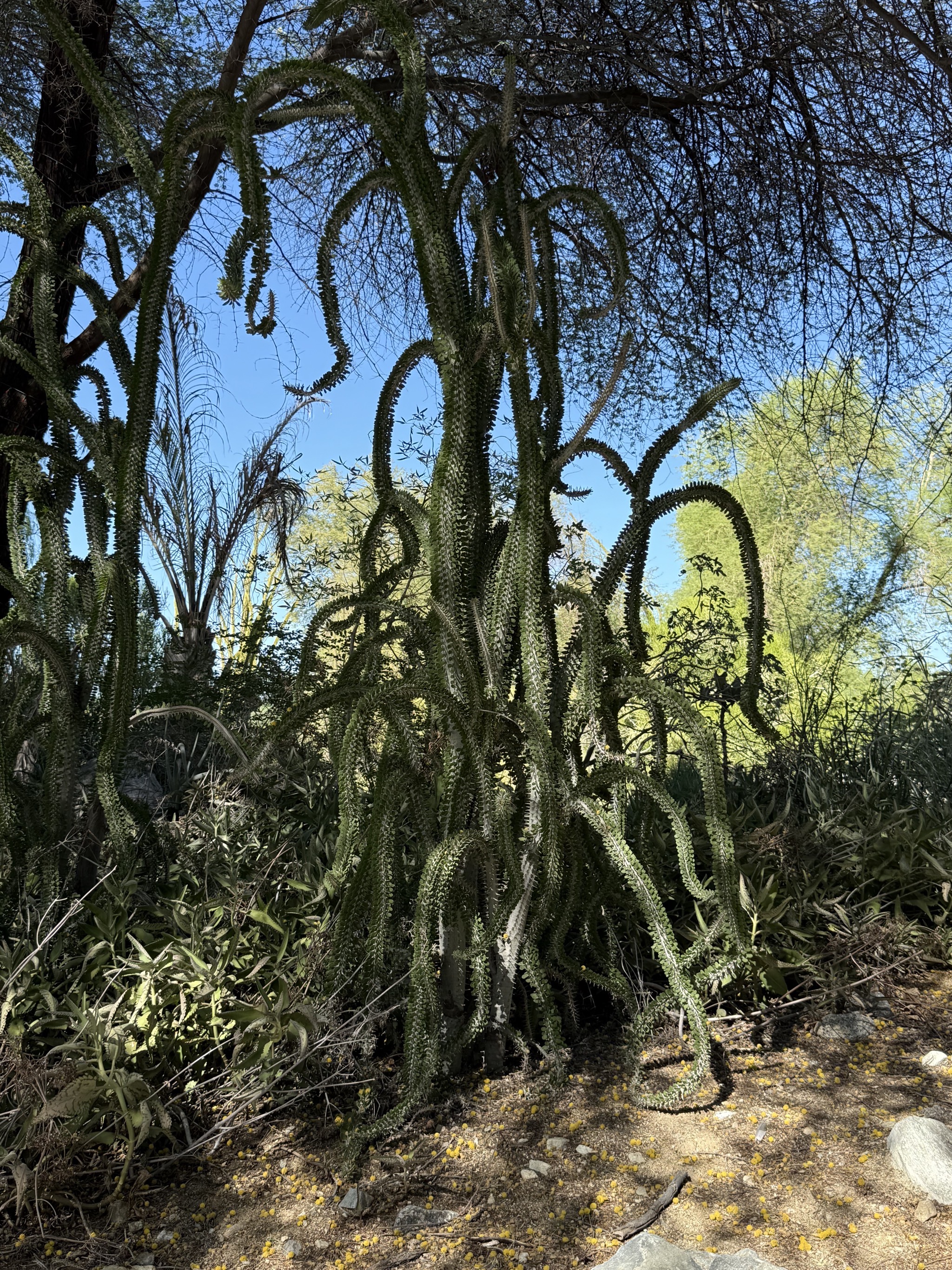 Plants