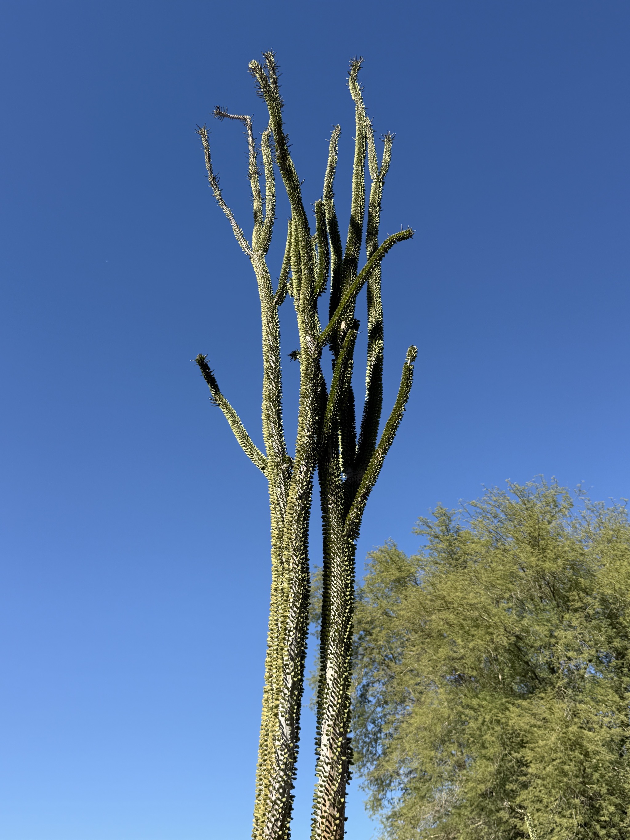 Plants