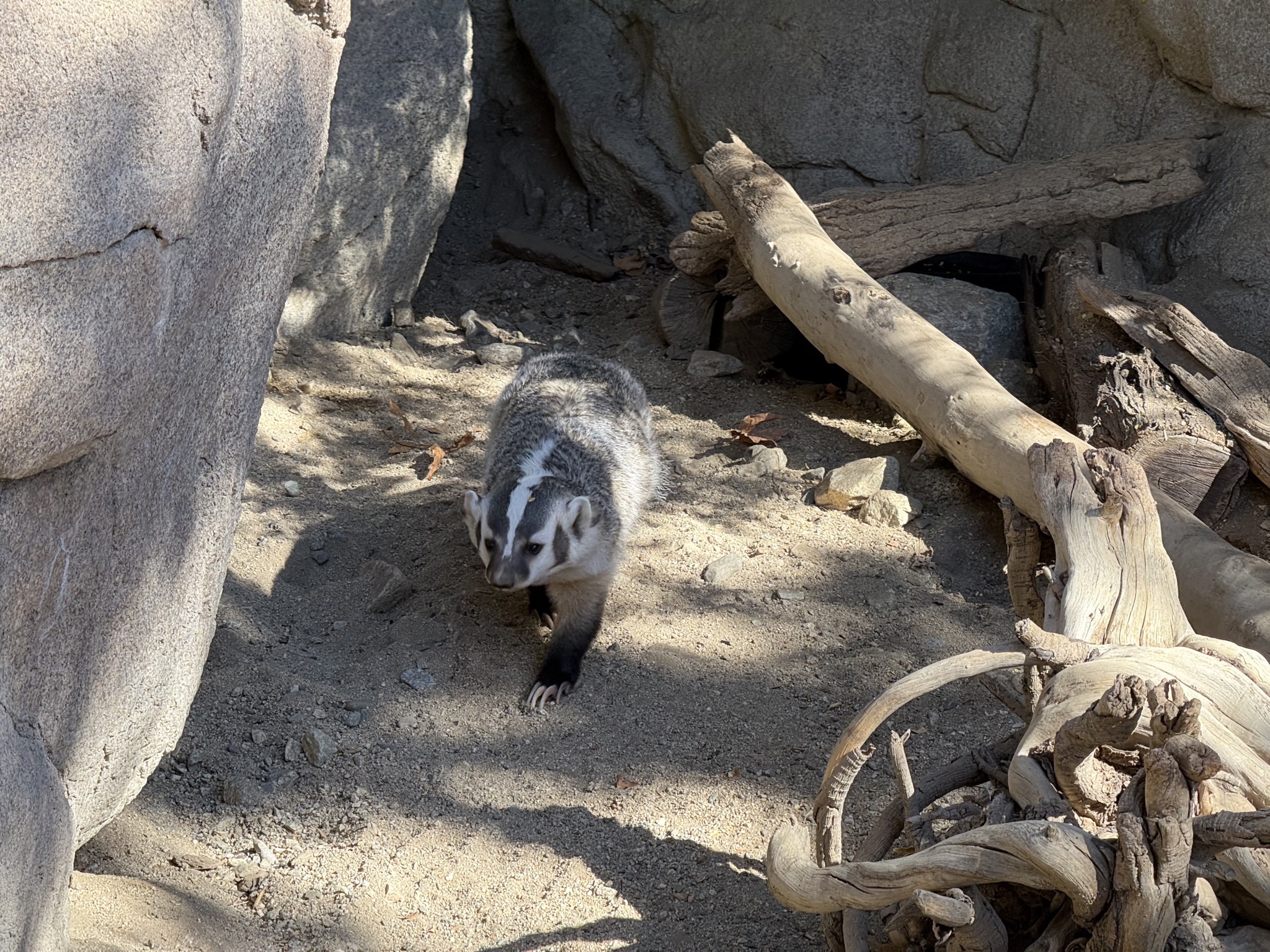 Animals