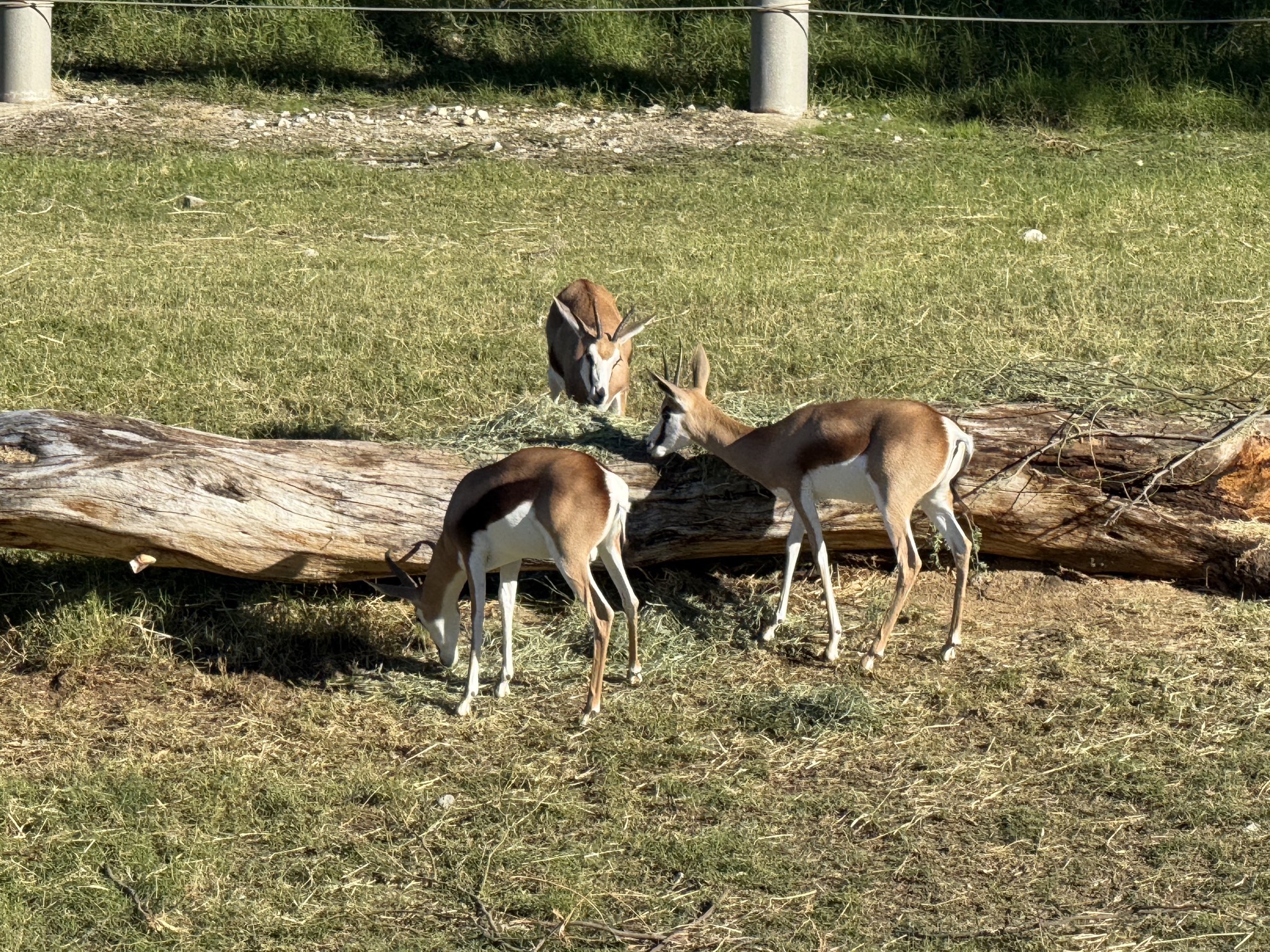 Animals