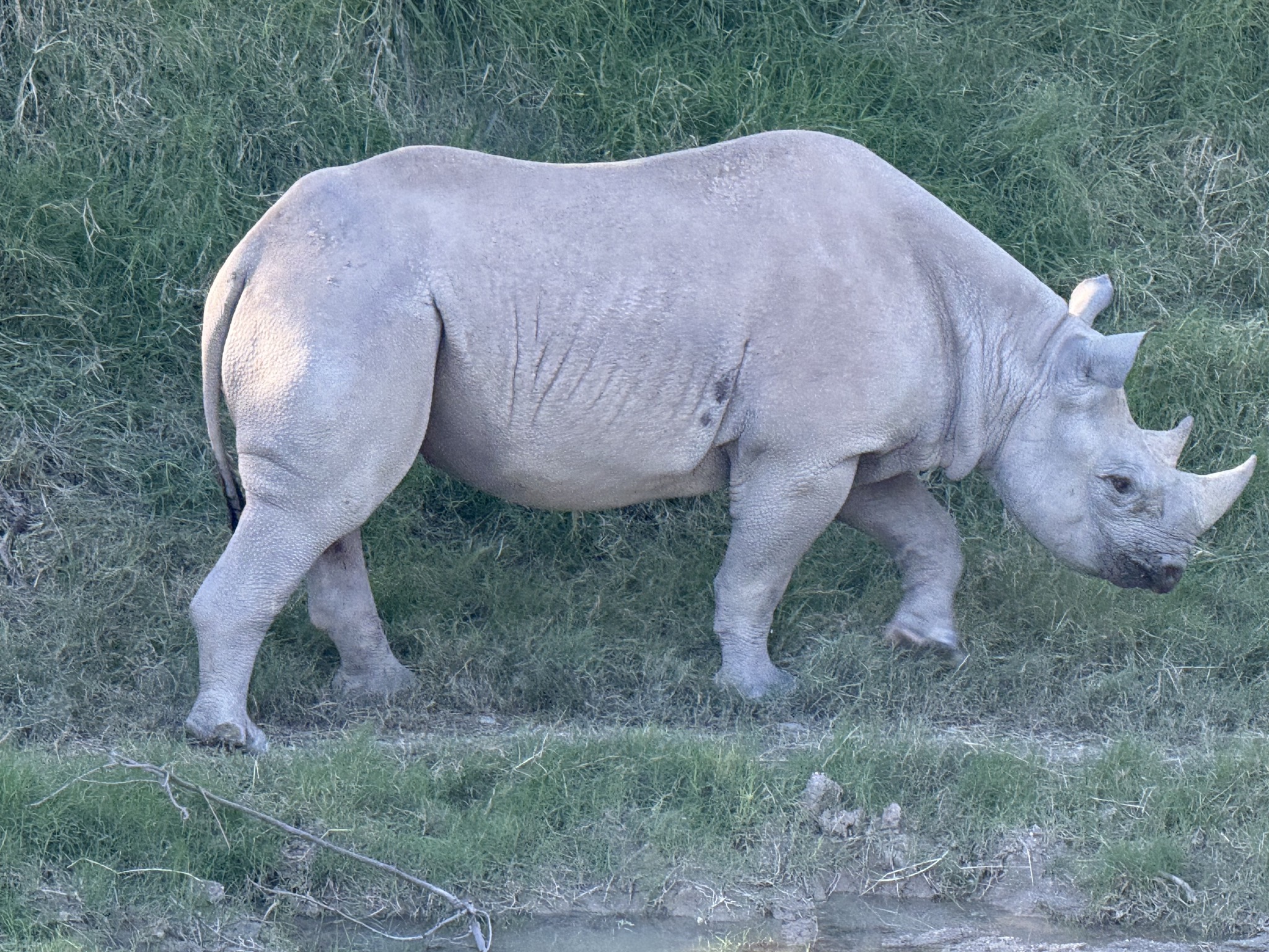 Animals