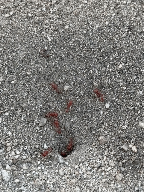 Ants