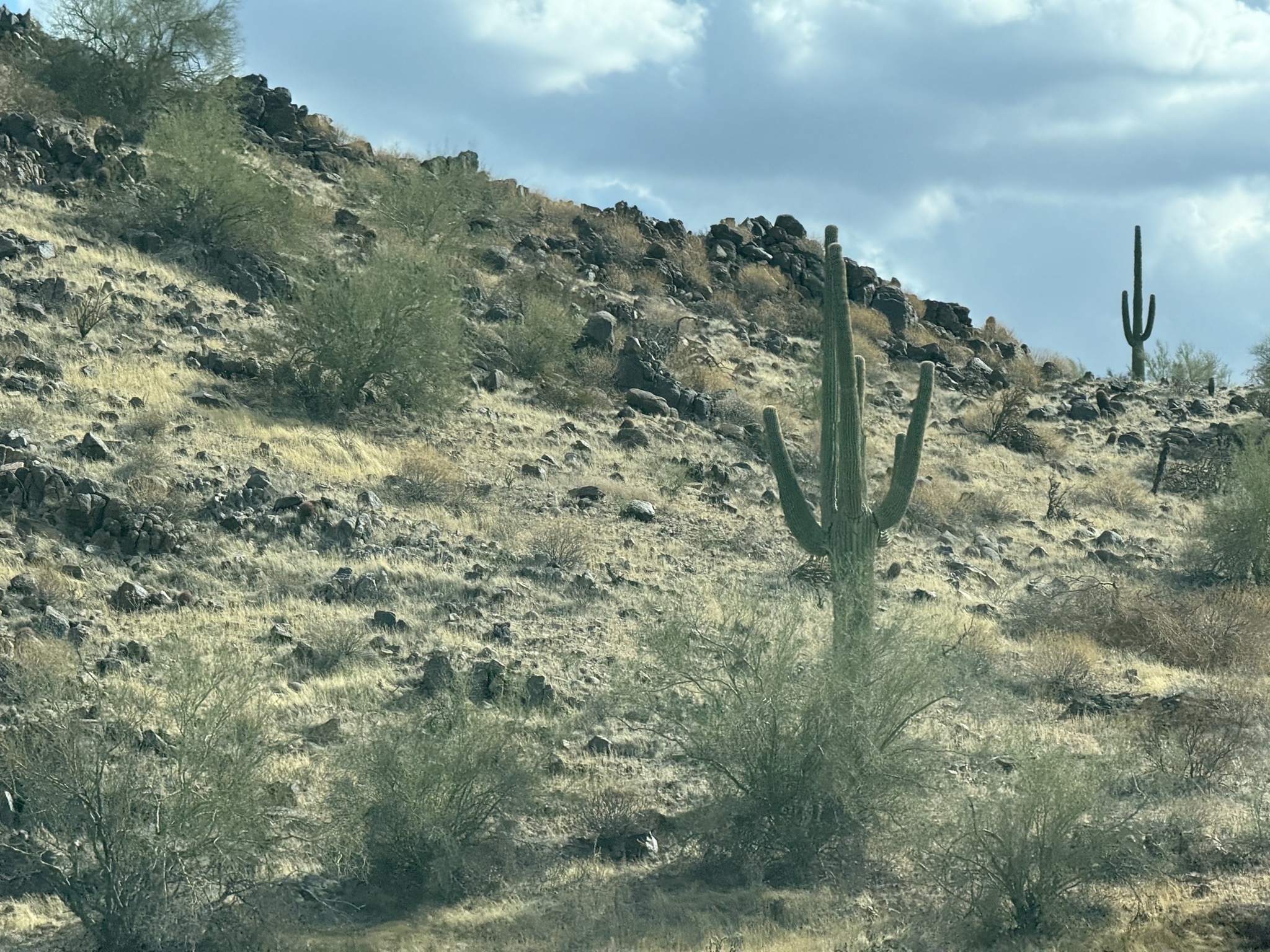 Saguaro cacti