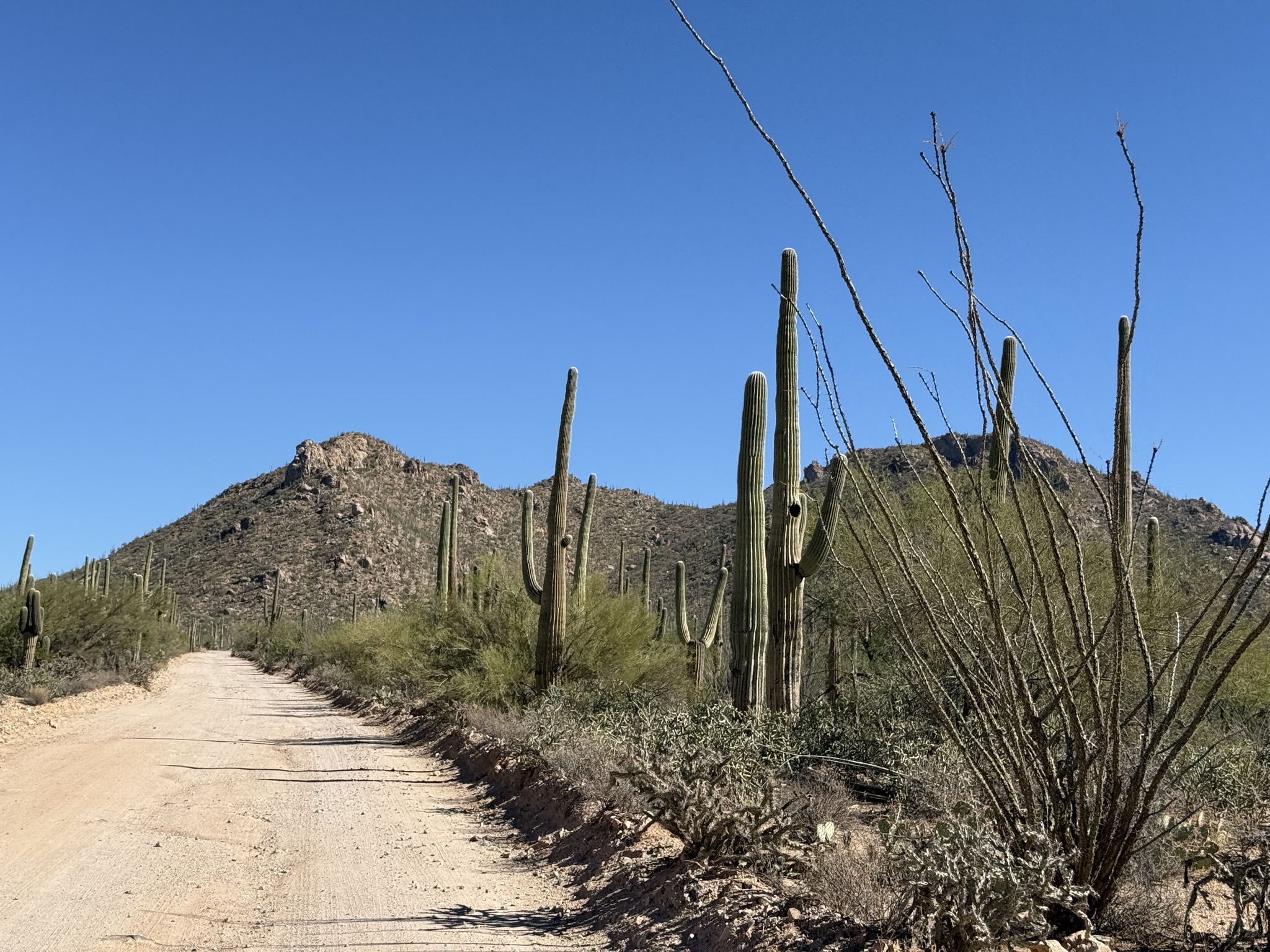 Dirt road and saguaros