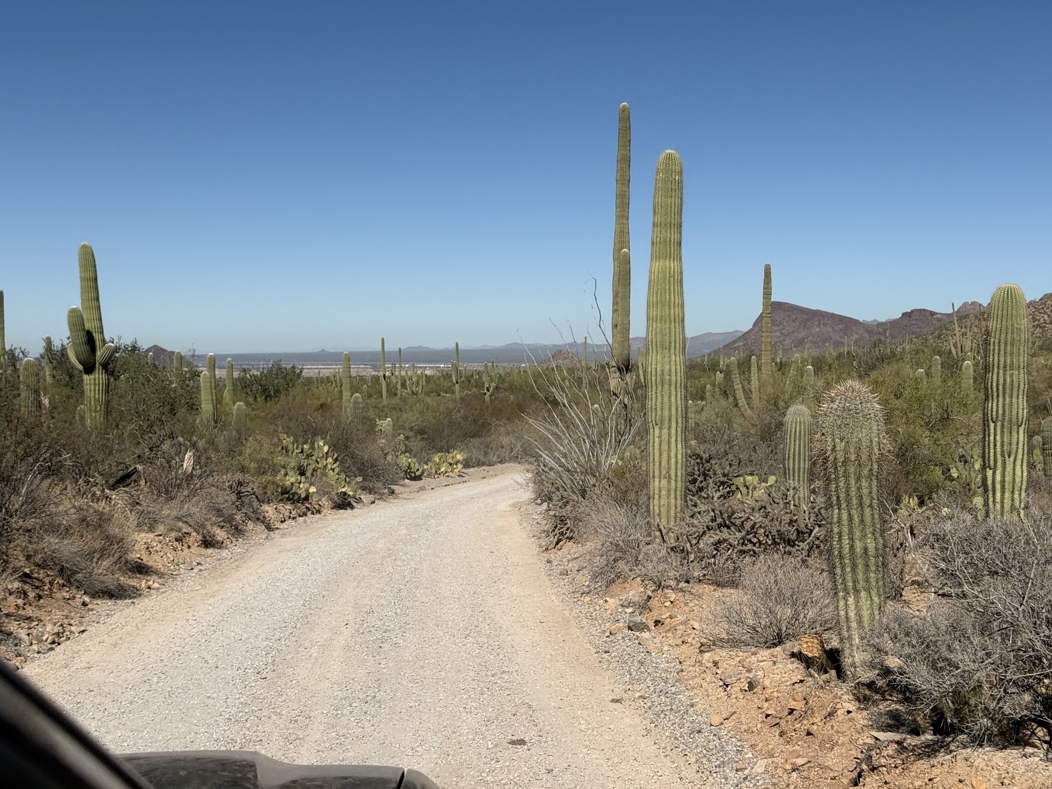 Dirt road and saguaros