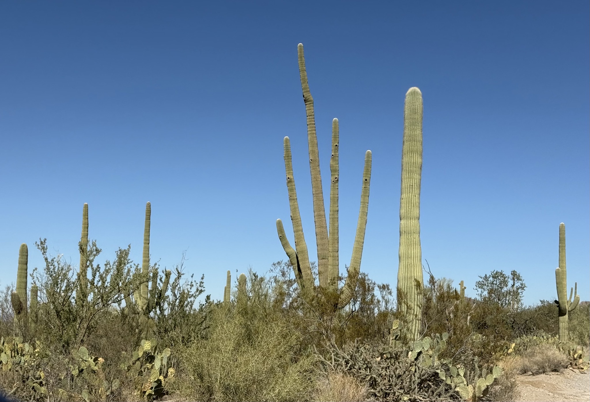 Dirt road and saguaros