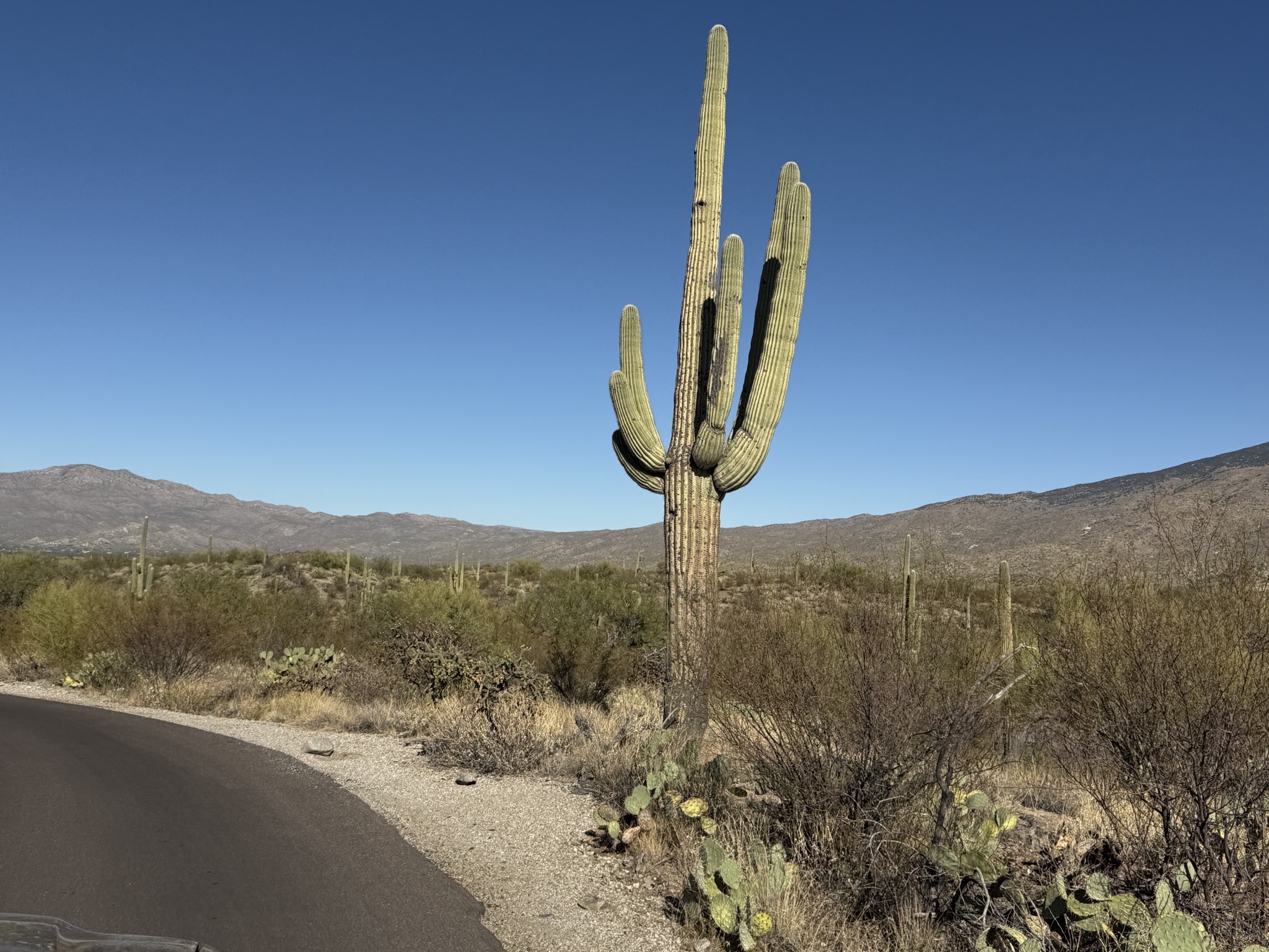 Saguaros