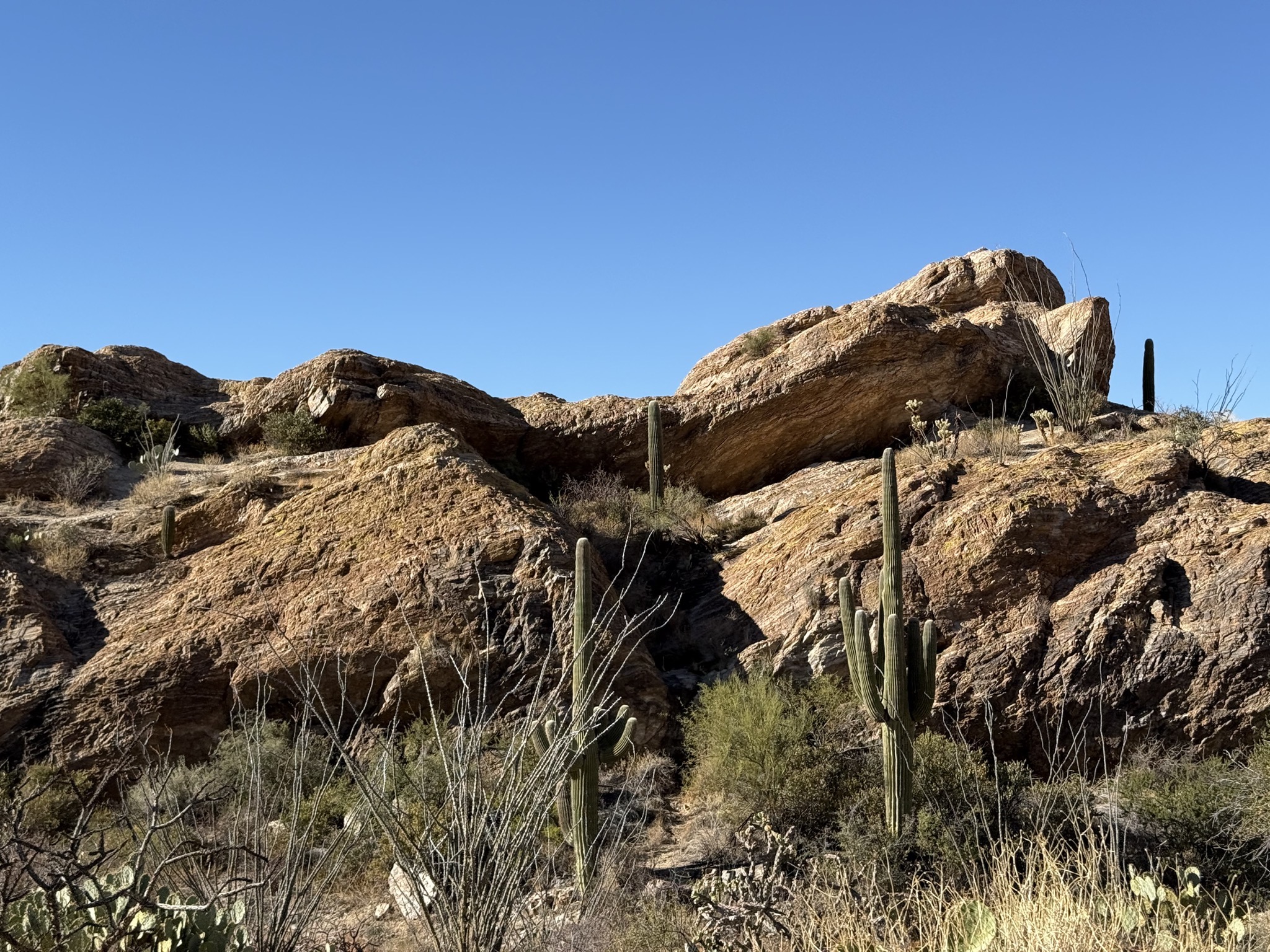 Saguaros