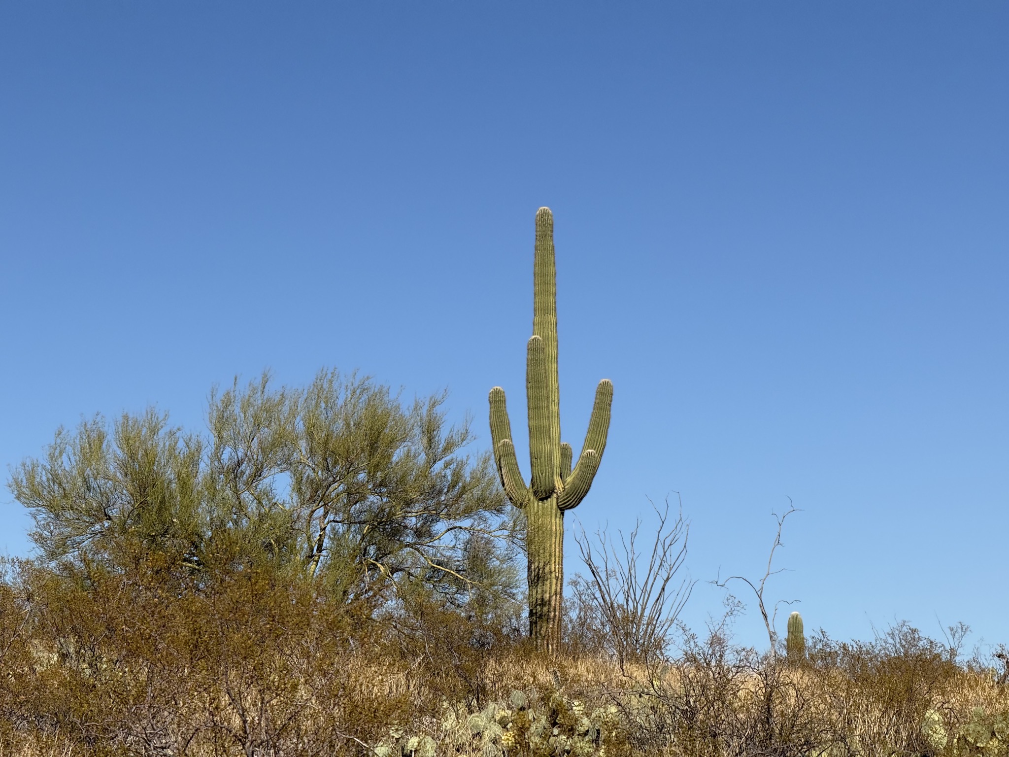 Saguaros
