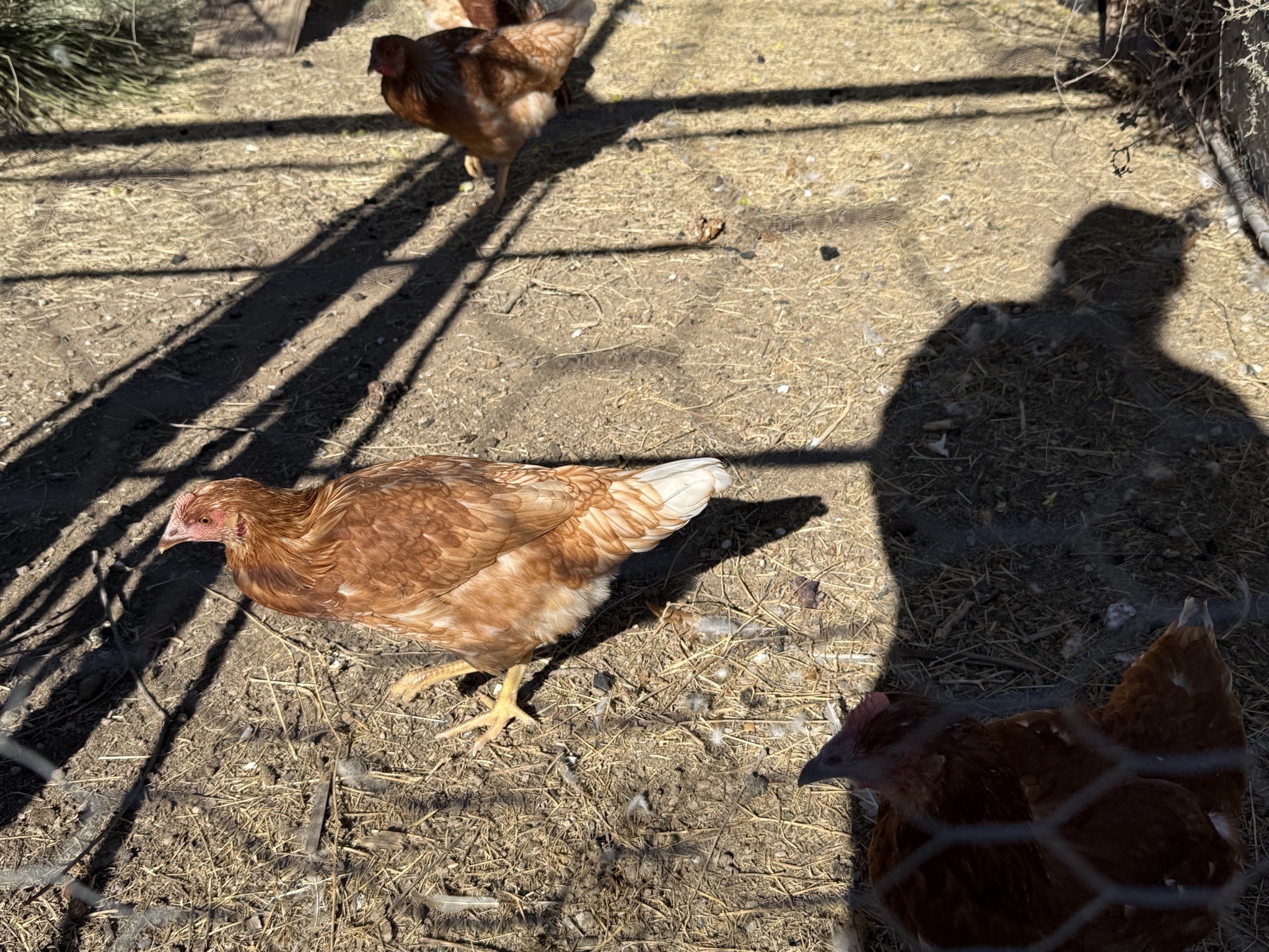 Chicken coop