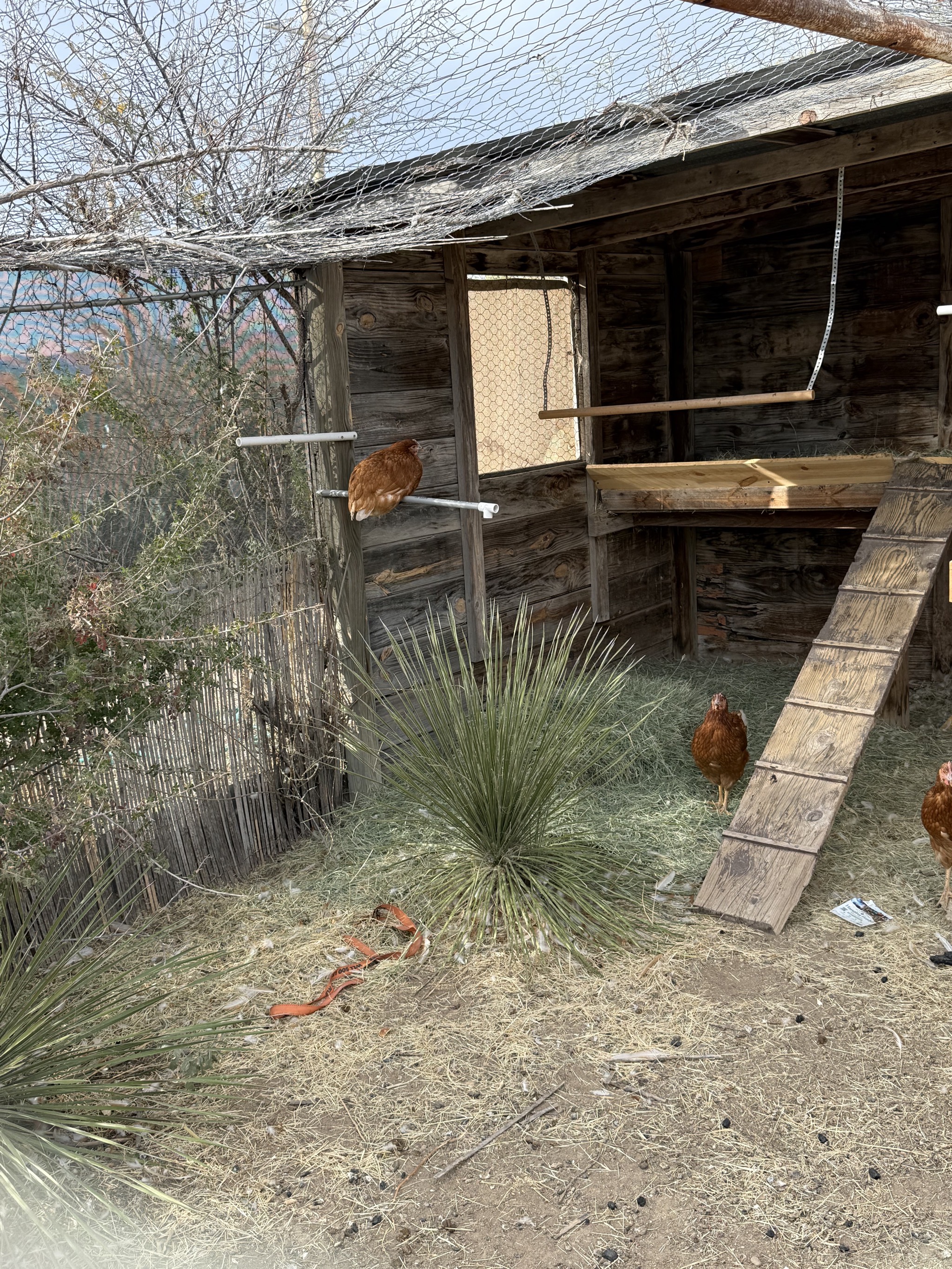 Chicken coop