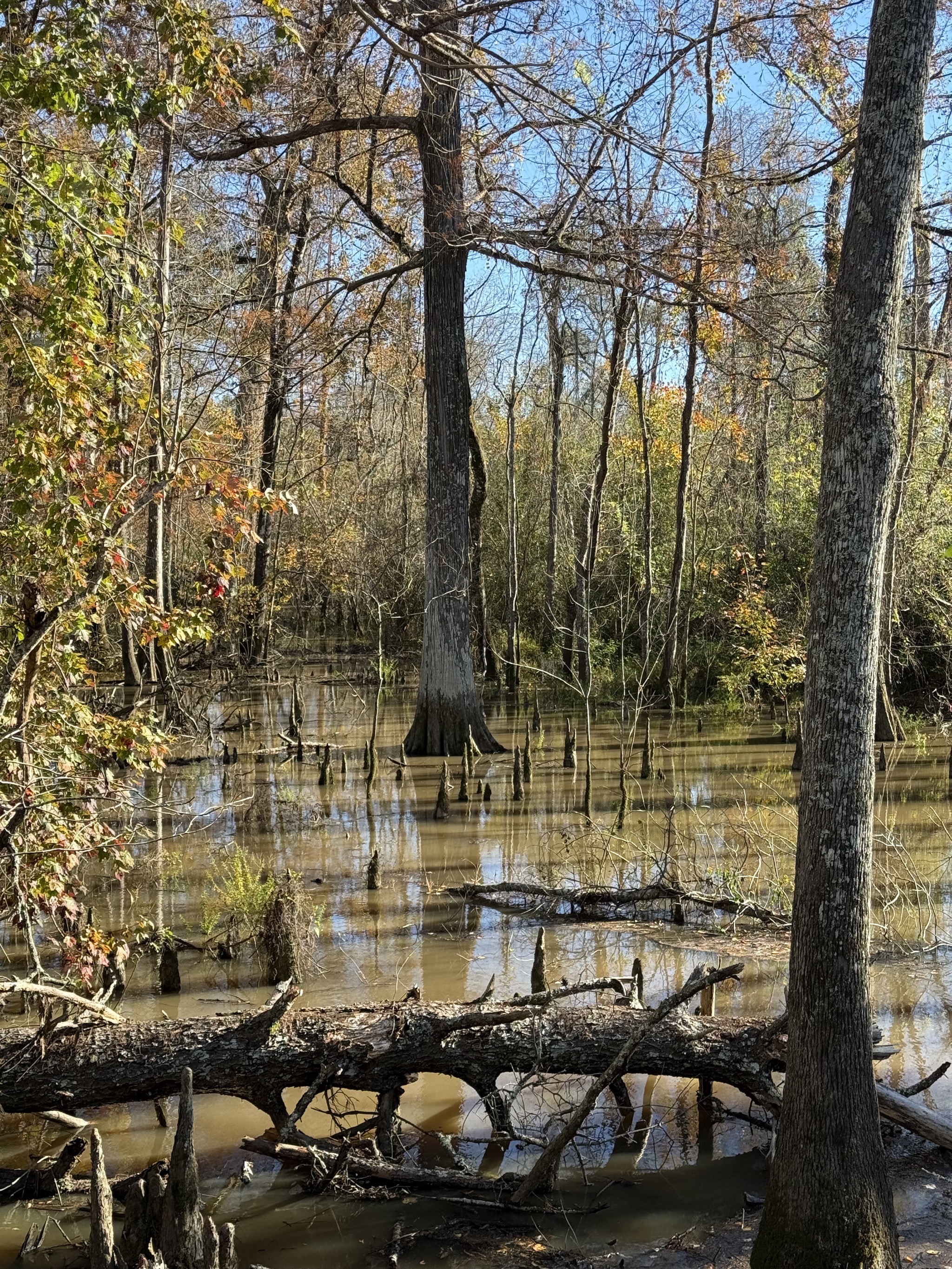 Bayou