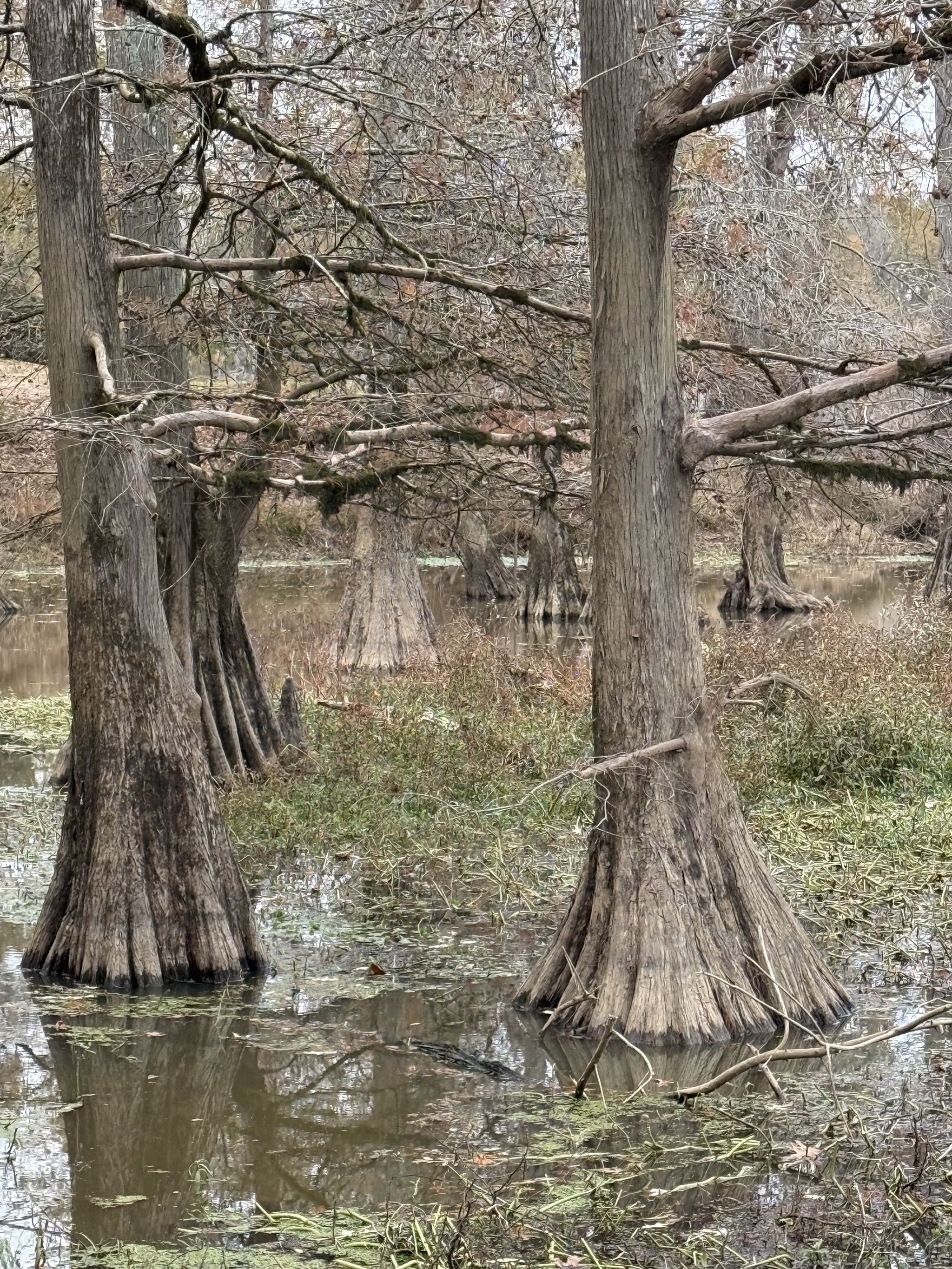 Trees