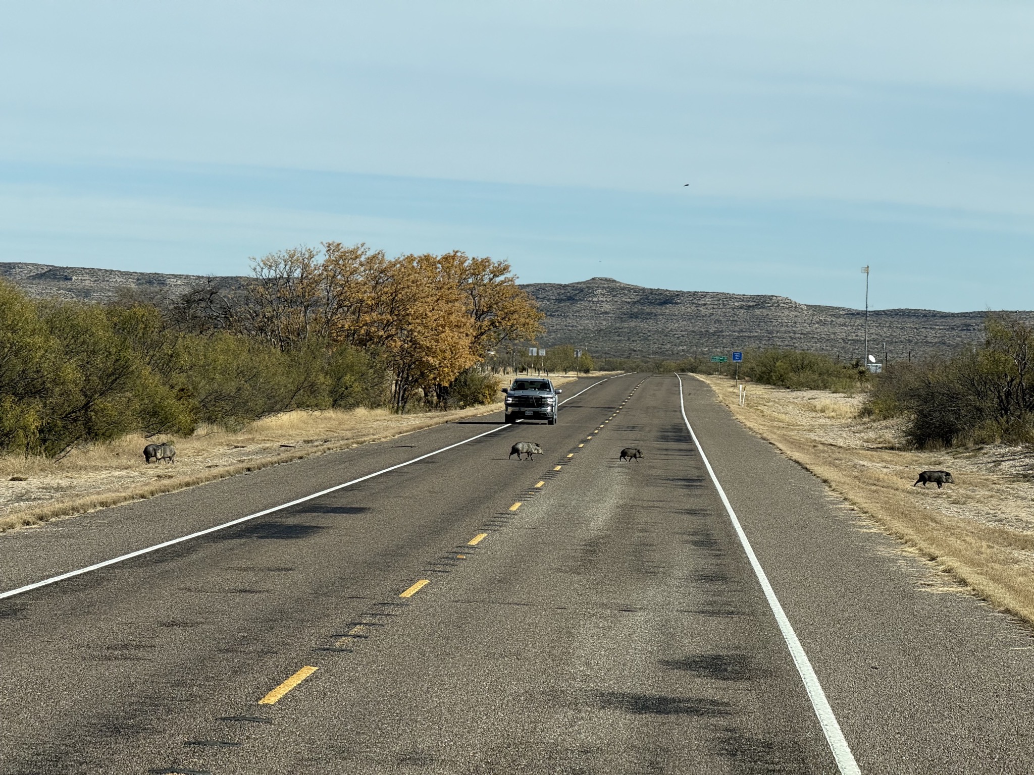 Javelinas crossing the road