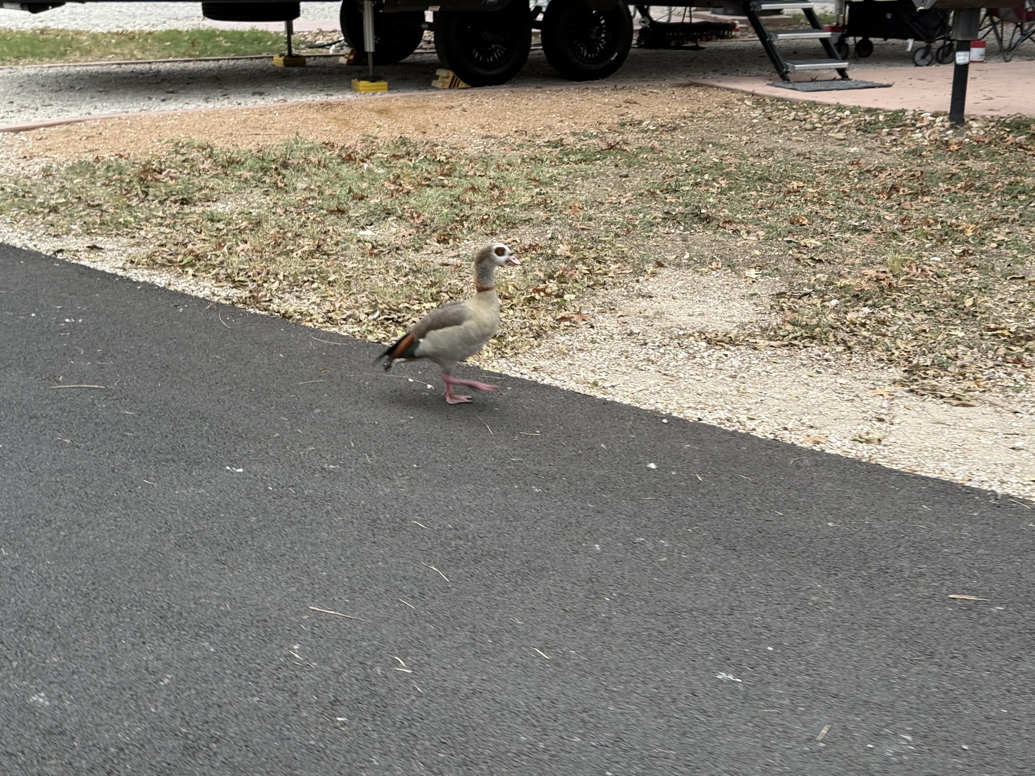 Goose