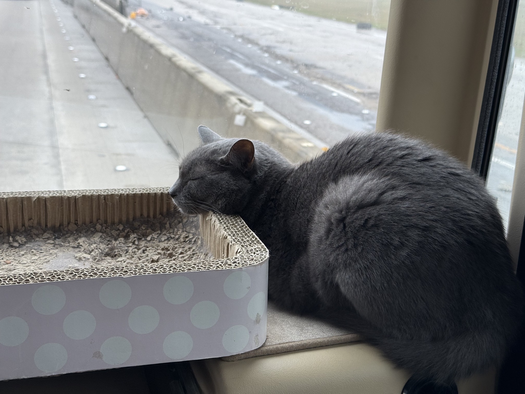 Paladin on the dash