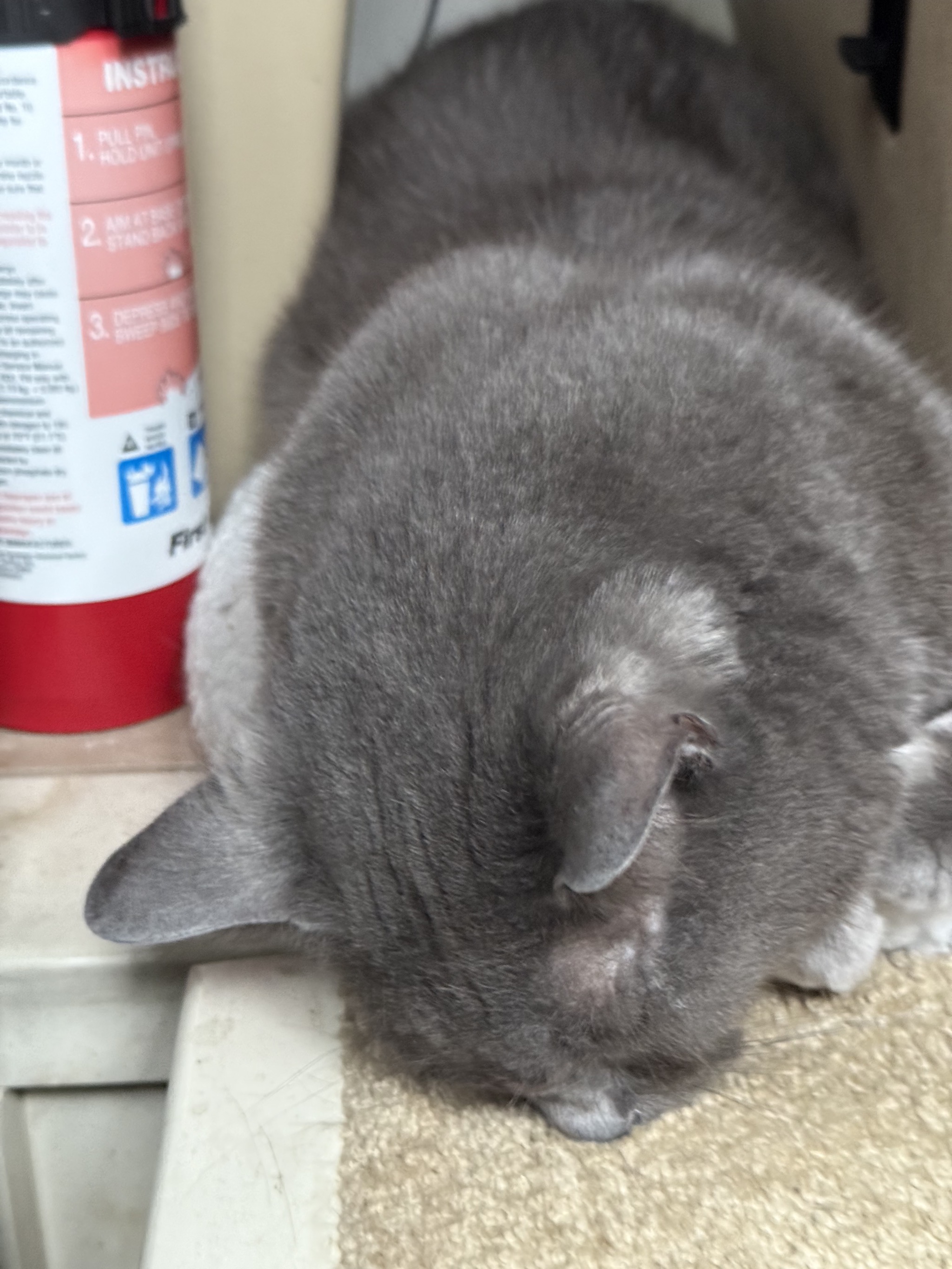 Paladin asleep
