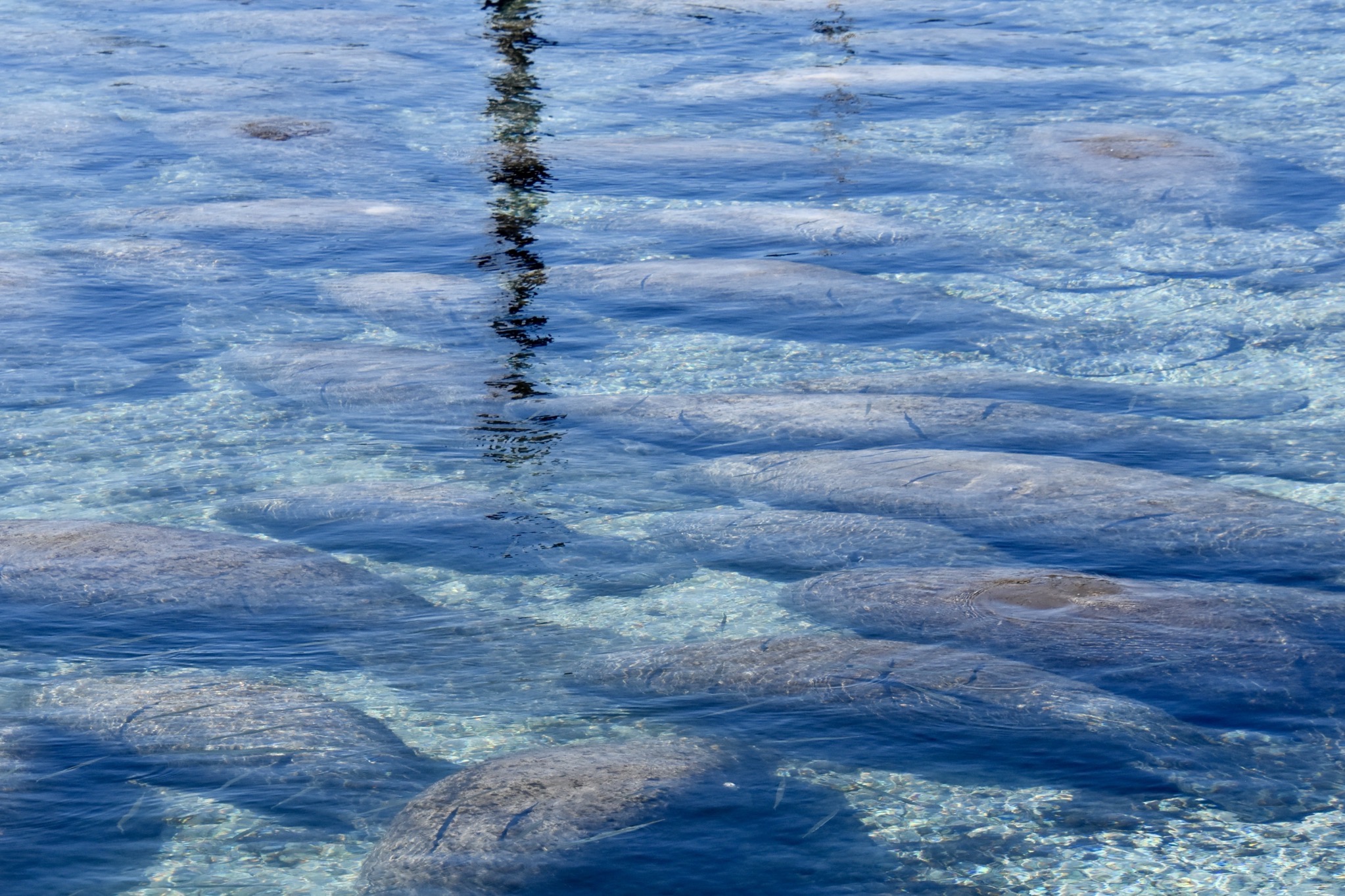 Manatees
