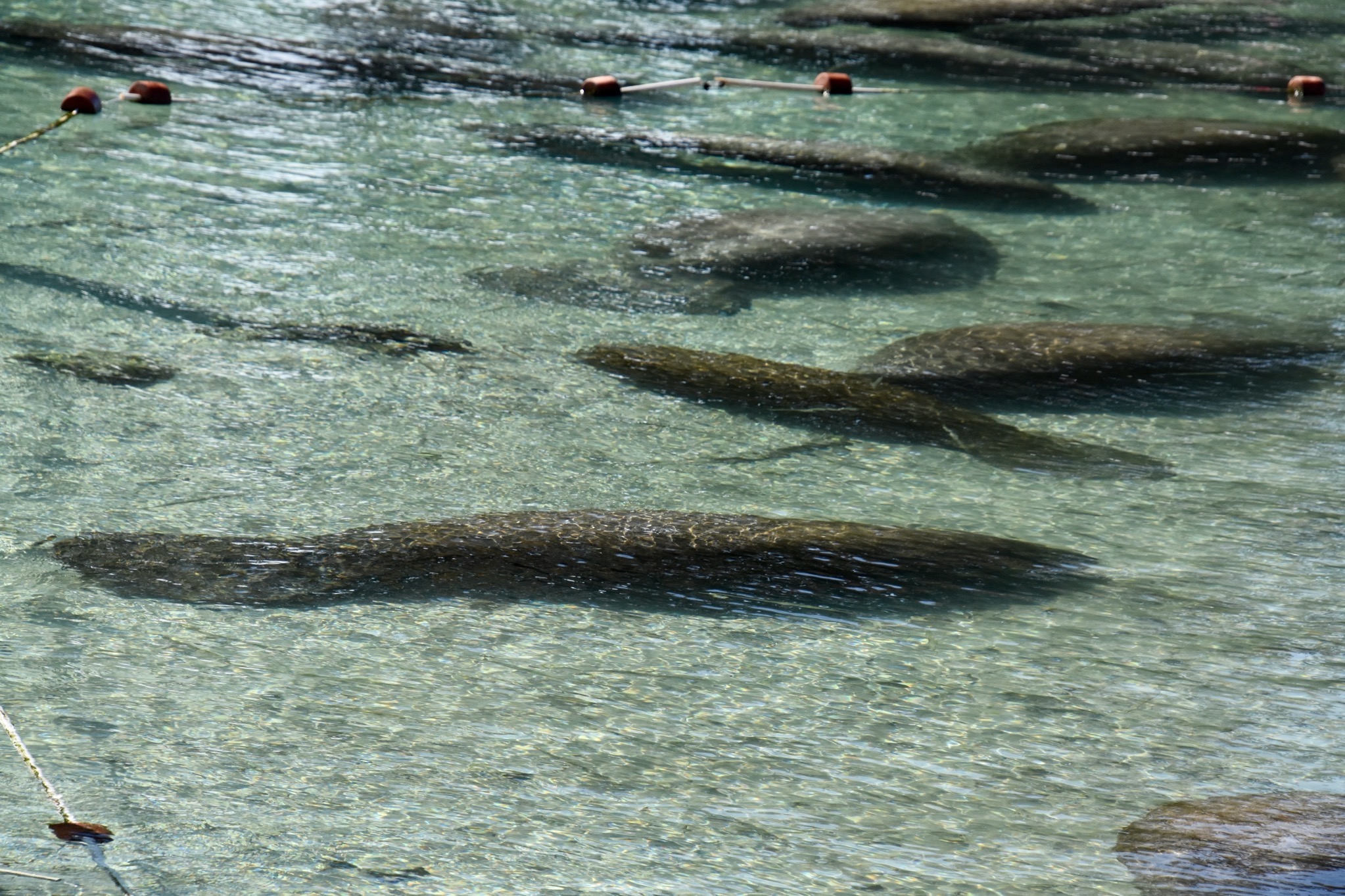Manatees