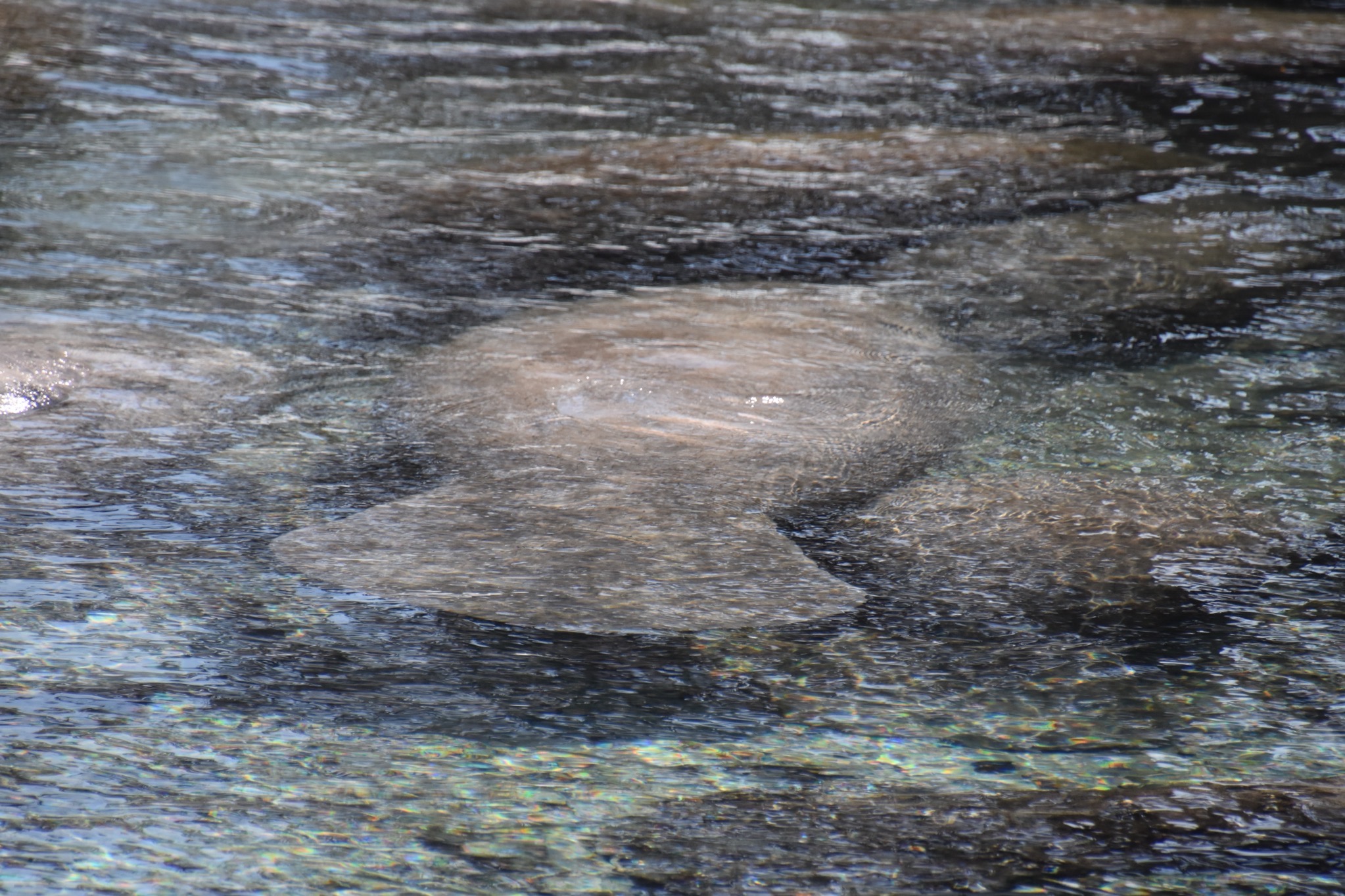 Manatees