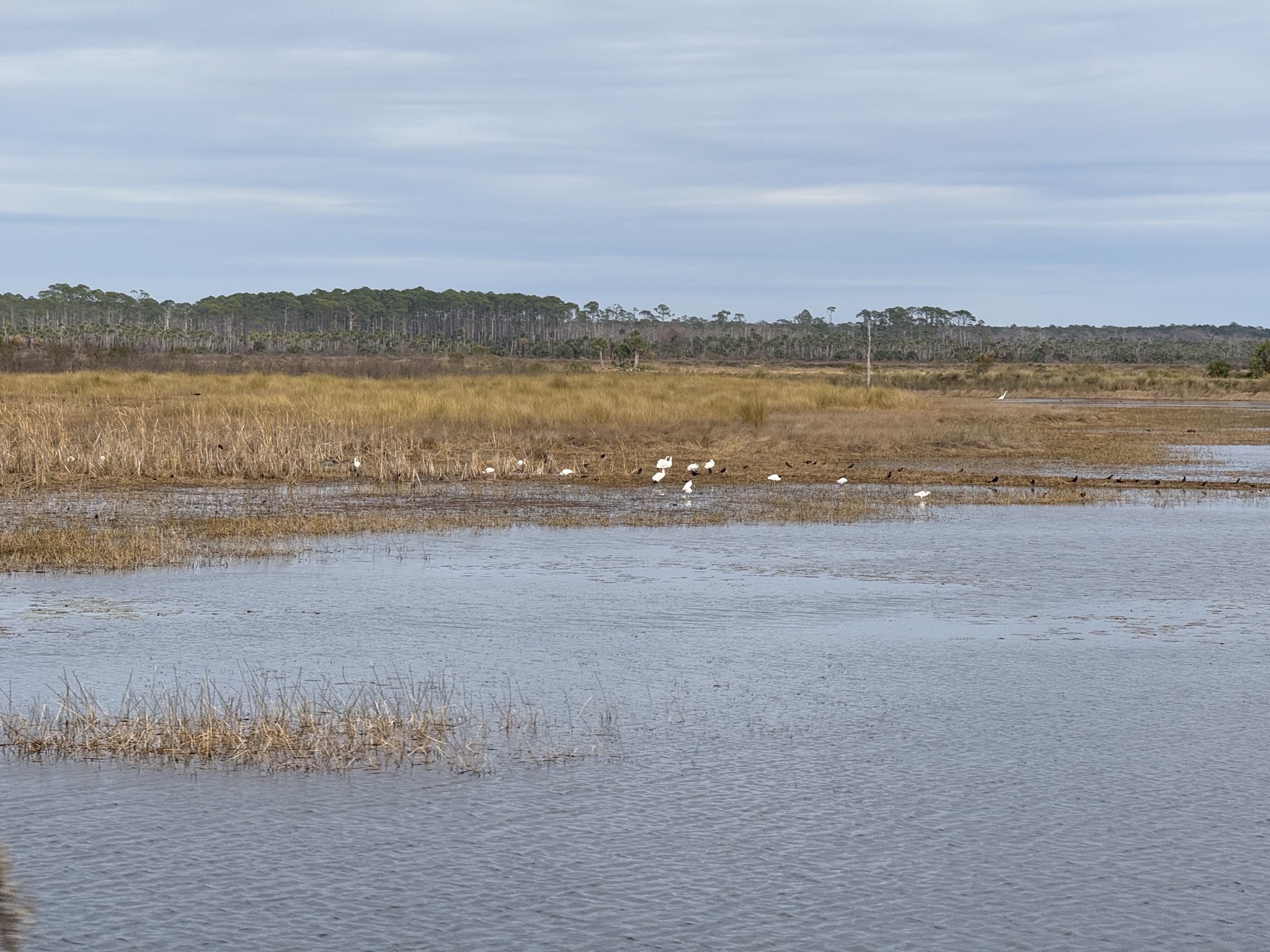 St Marks National Wildlife Refuge