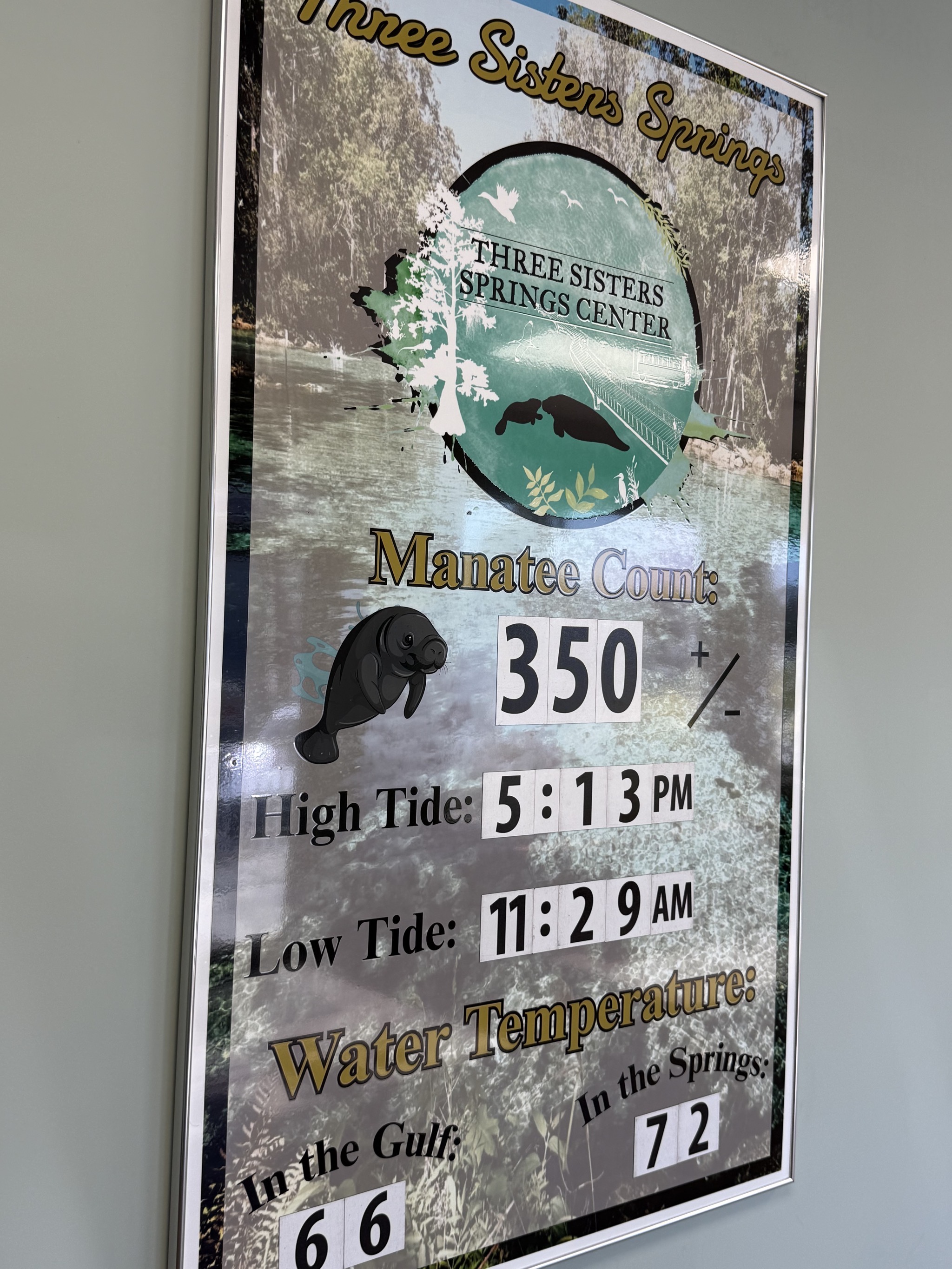 350 manatees counted