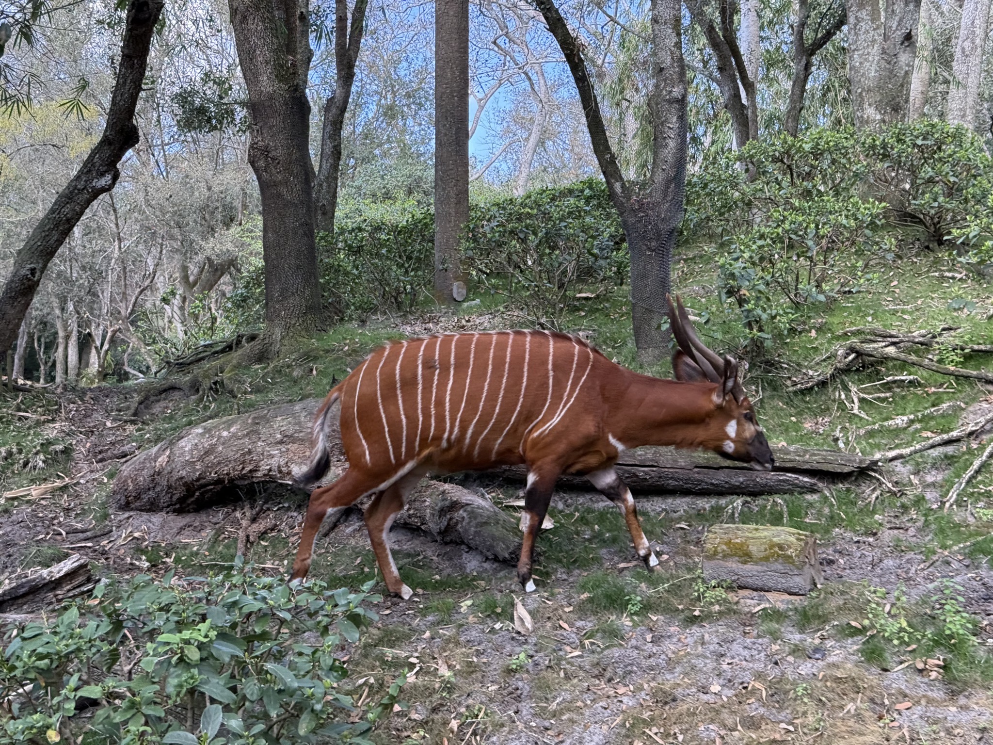 Animals