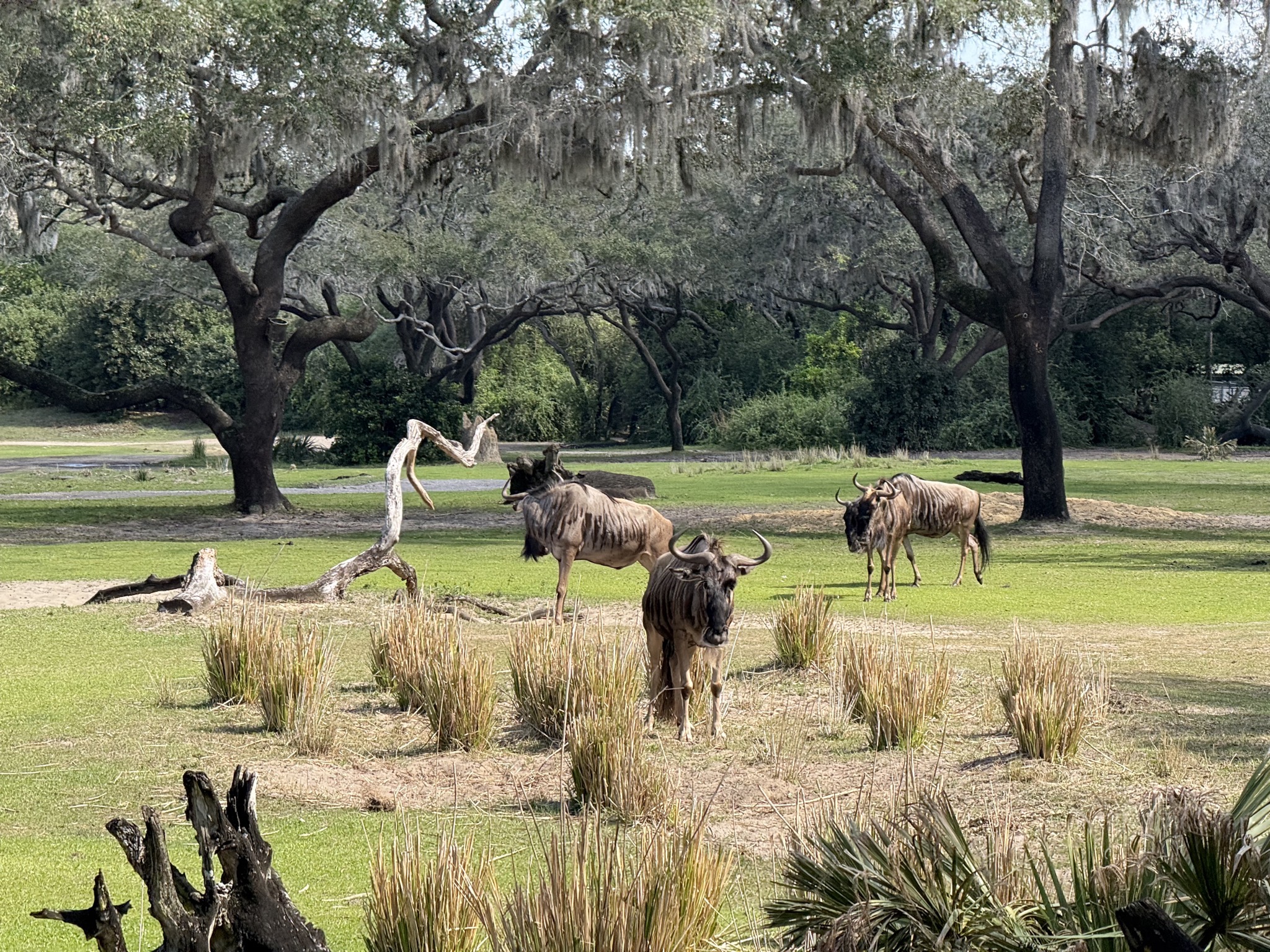 Animals
