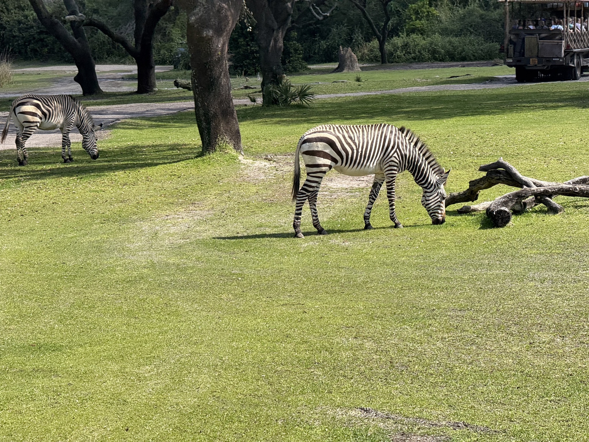 Animals
