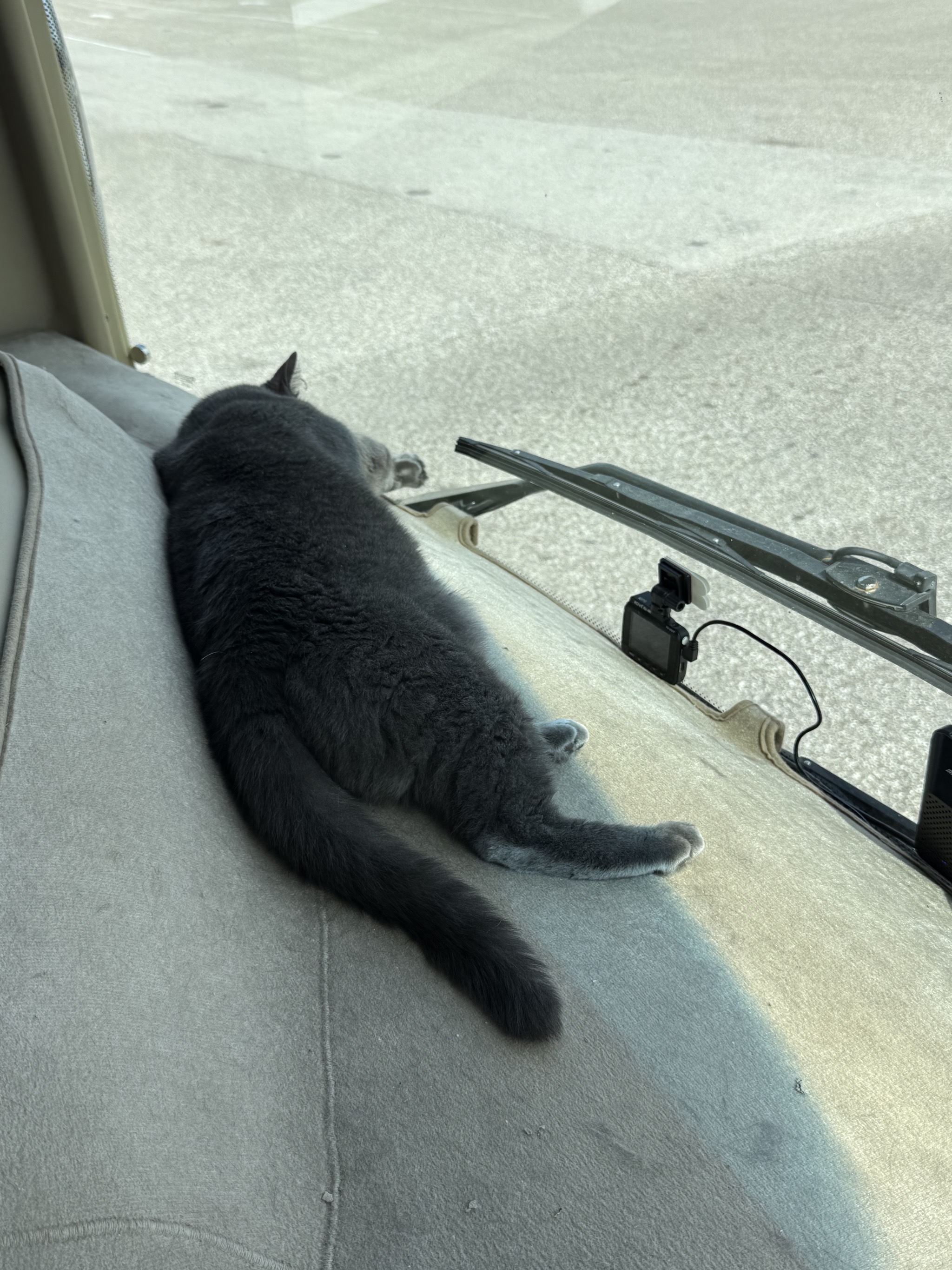 Paladin on the dash