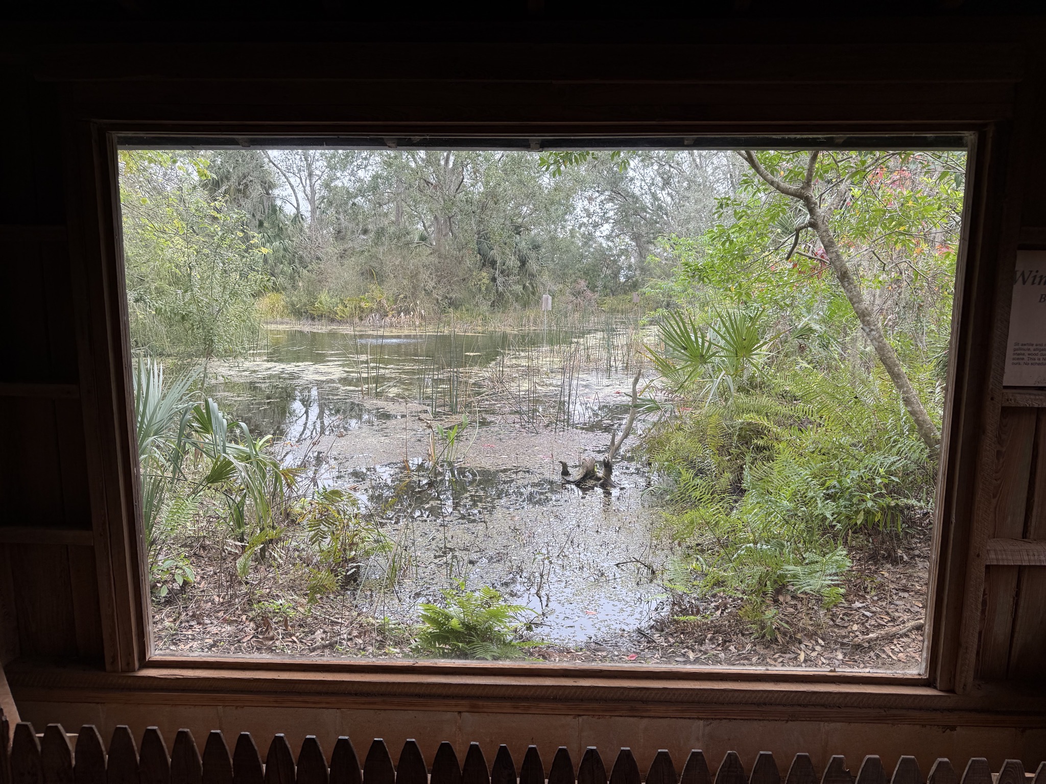 Window