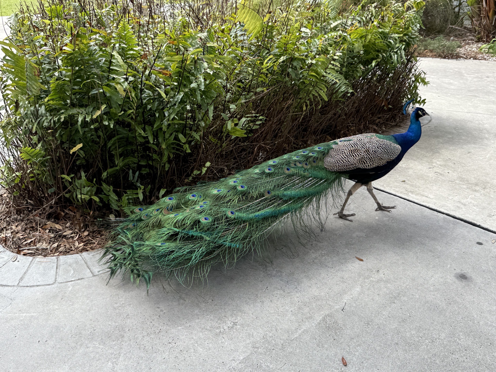 Peacock