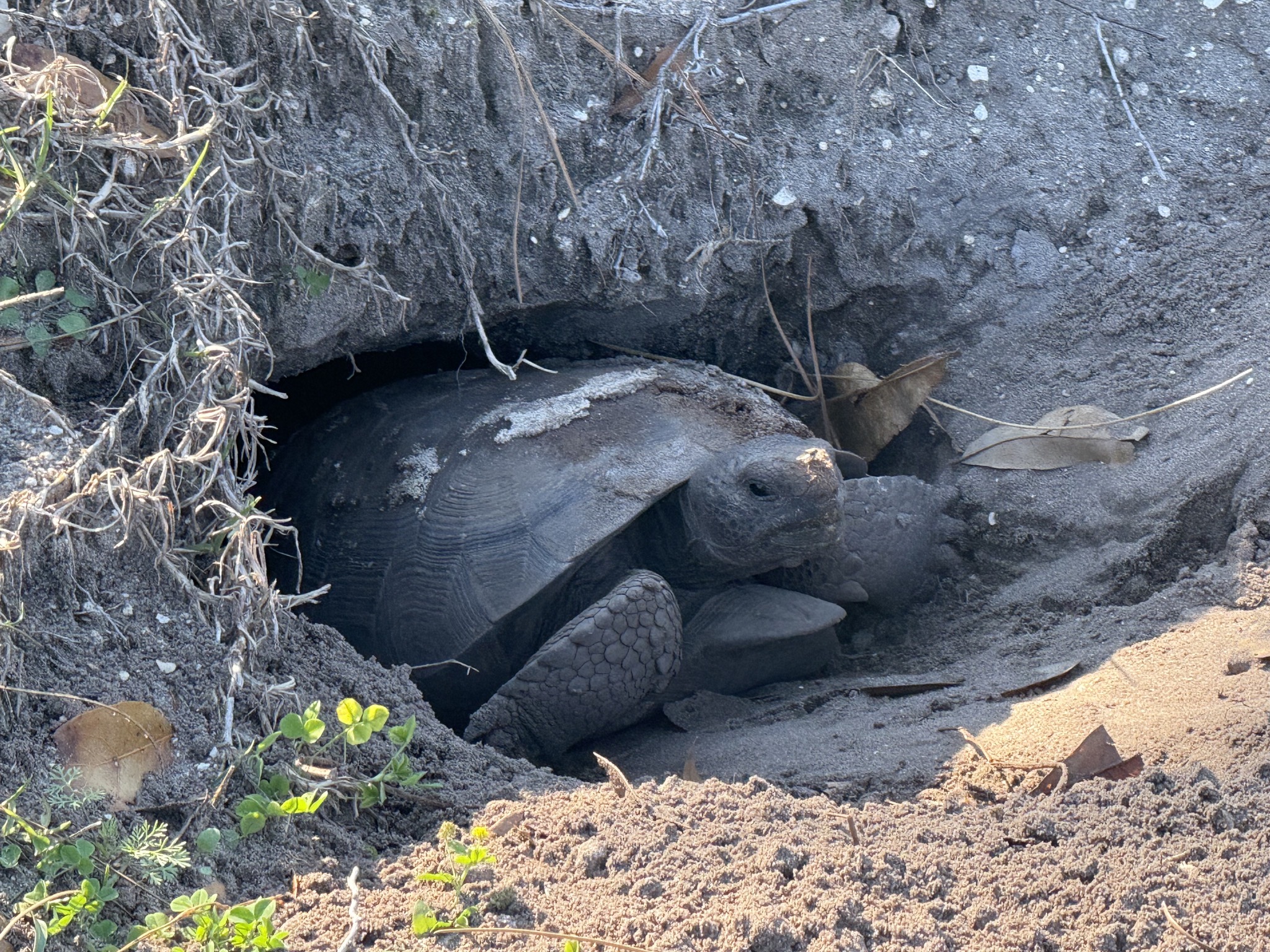Tortoise
