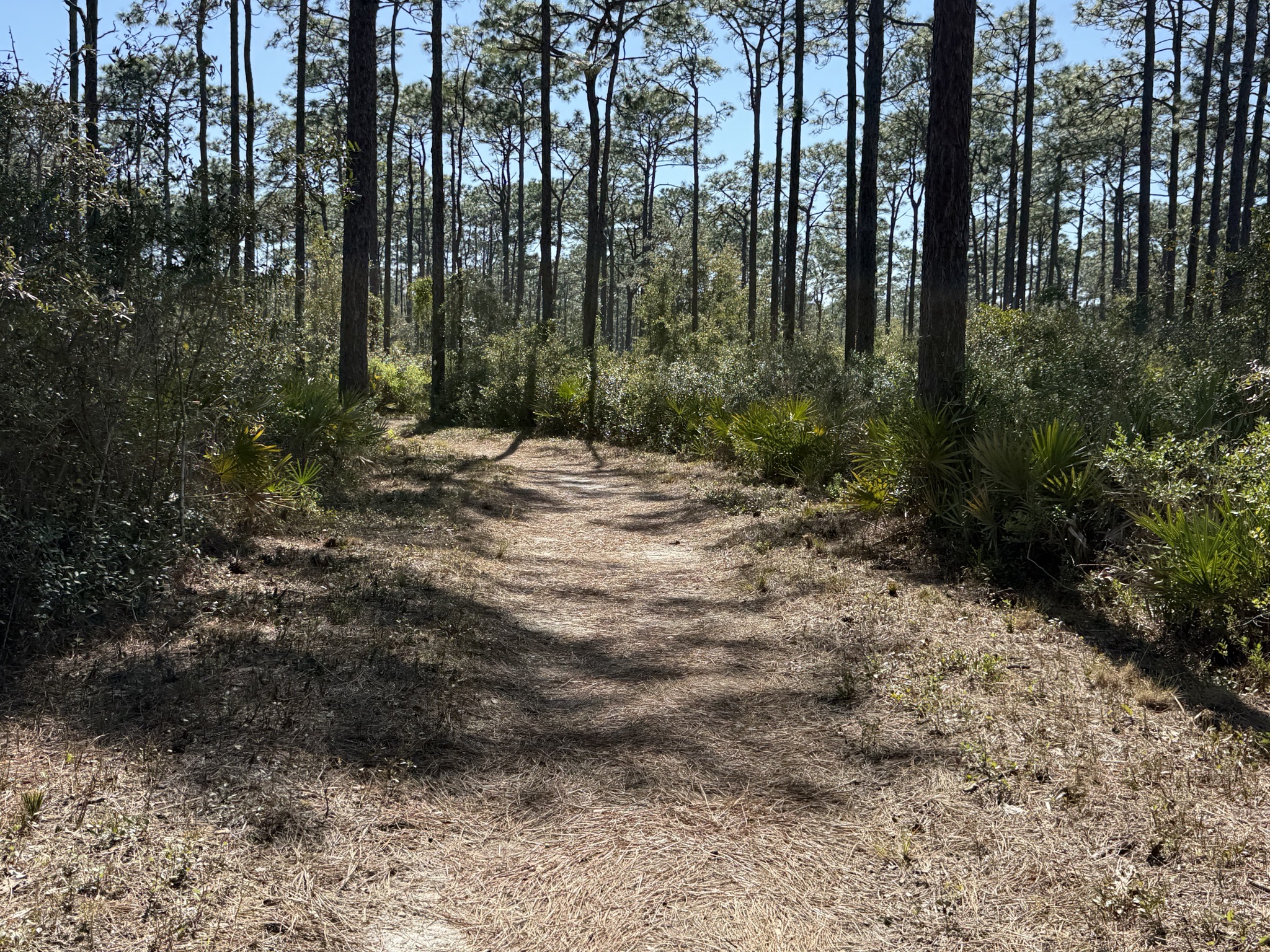Trail