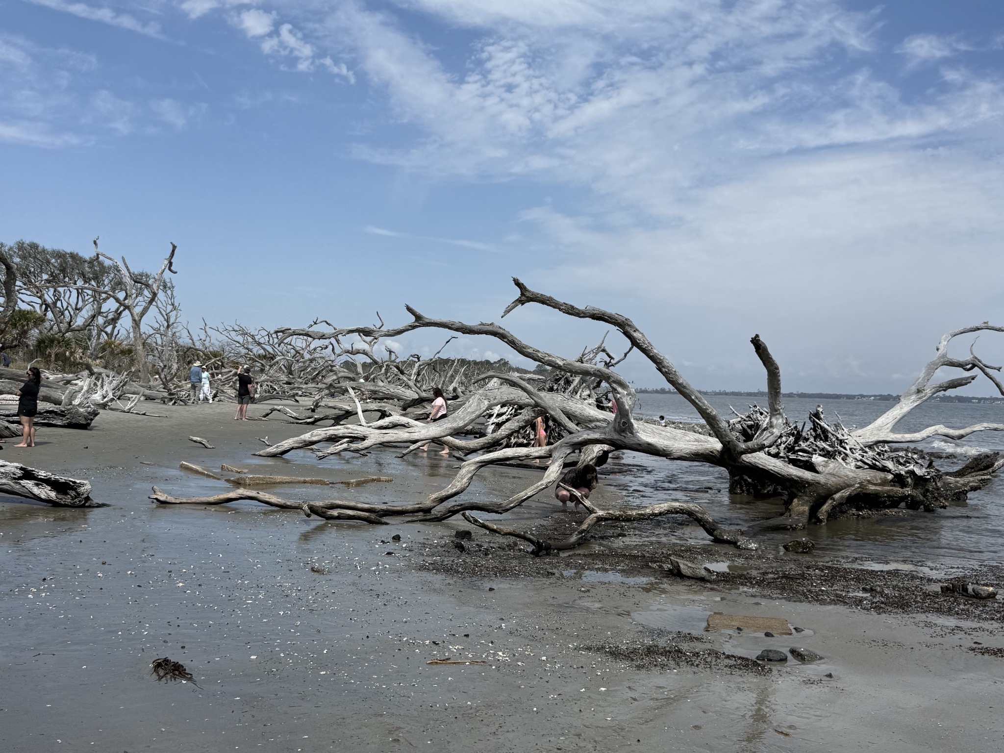 Driftwood Beach
