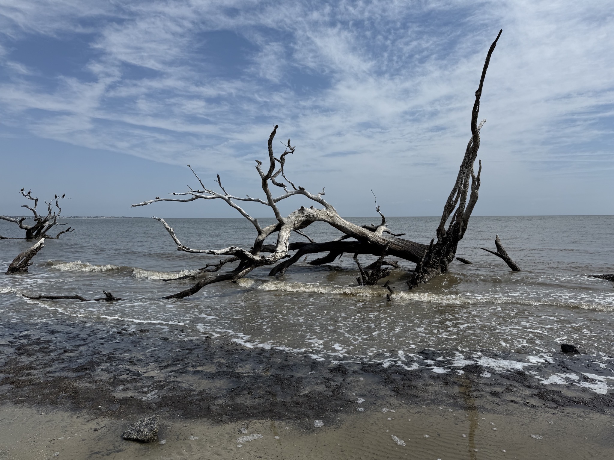 Driftwood Beach