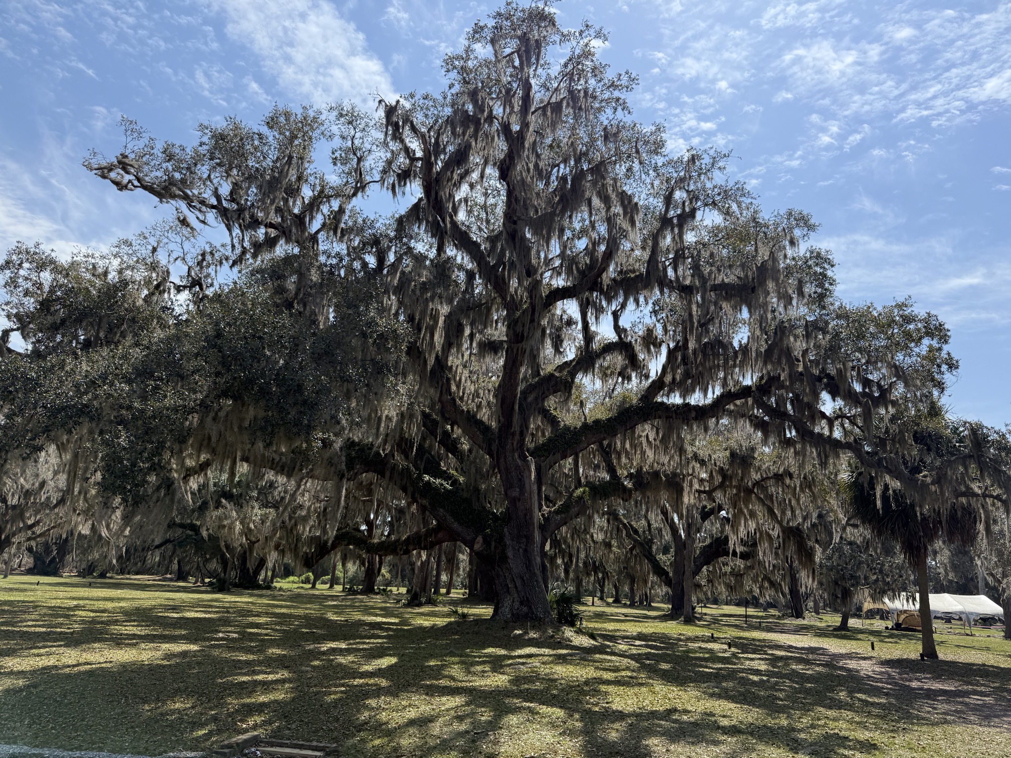 Ancient live oak tree