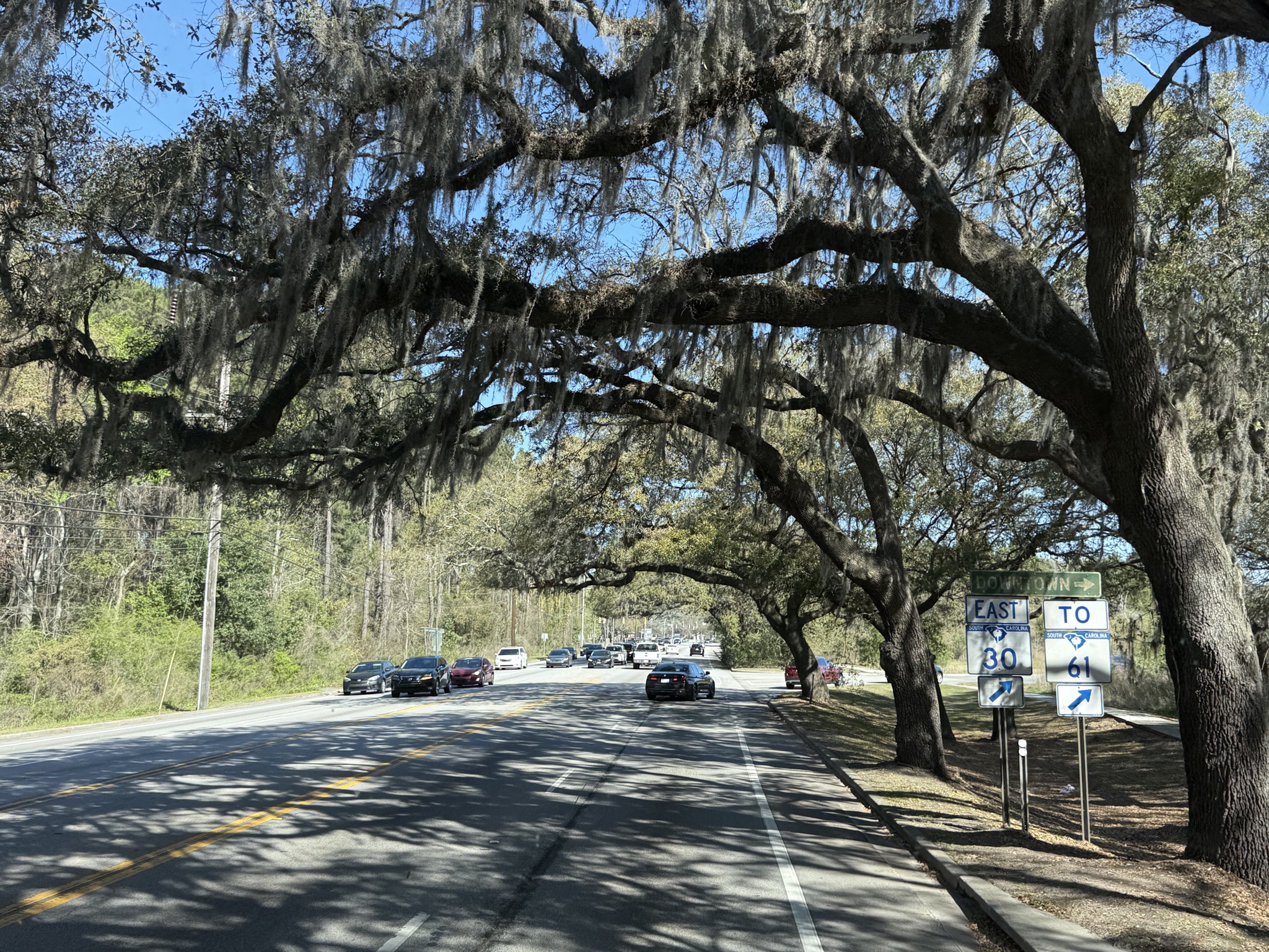 Nice looking but mildly concerning trees overhanging the road