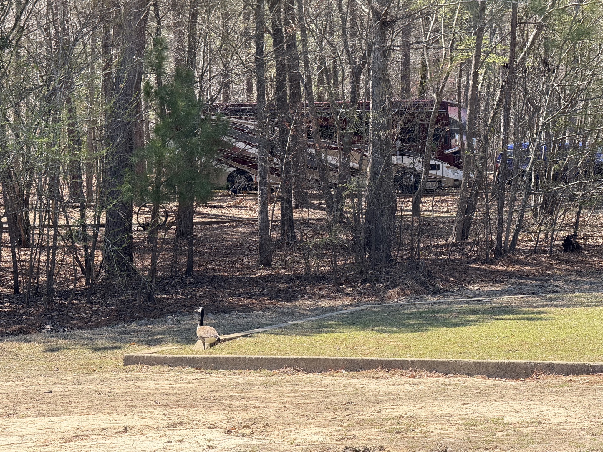A peek of our site from the swimming beach, and a goose